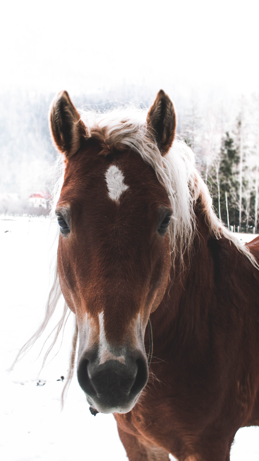 Download mobile wallpaper Animal, Horse, Stare for free.