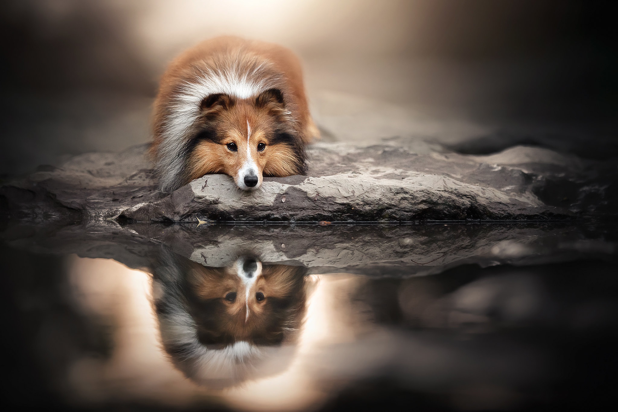 Free download wallpaper Dogs, Reflection, Dog, Animal, Shetland Sheepdog on your PC desktop