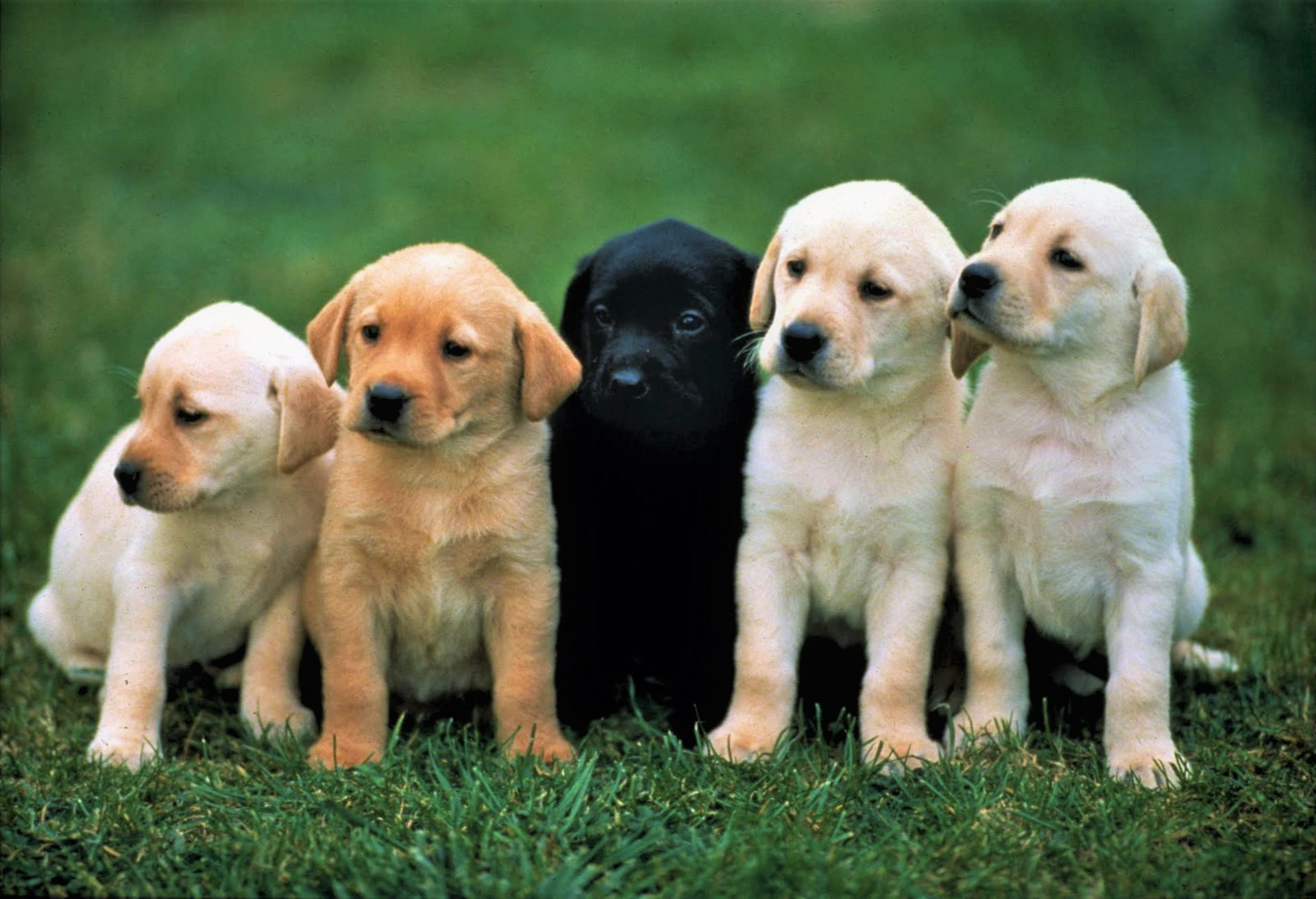 Free download wallpaper Dogs, Dog, Animal, Puppy, Cute, Labrador Retriever, Baby Animal on your PC desktop