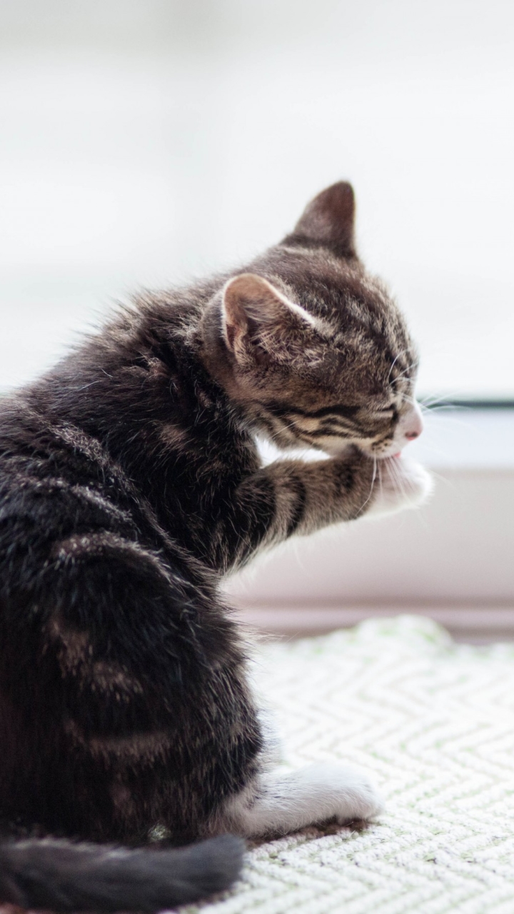 無料モバイル壁紙動物, ネコ, 猫, 子猫をダウンロードします。