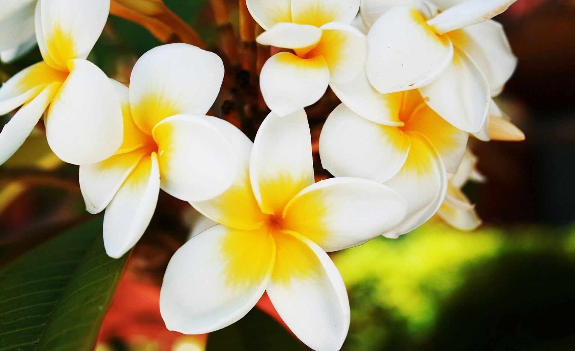 288288 descargar imagen tierra/naturaleza, frangipani, flor, flores: fondos de pantalla y protectores de pantalla gratis