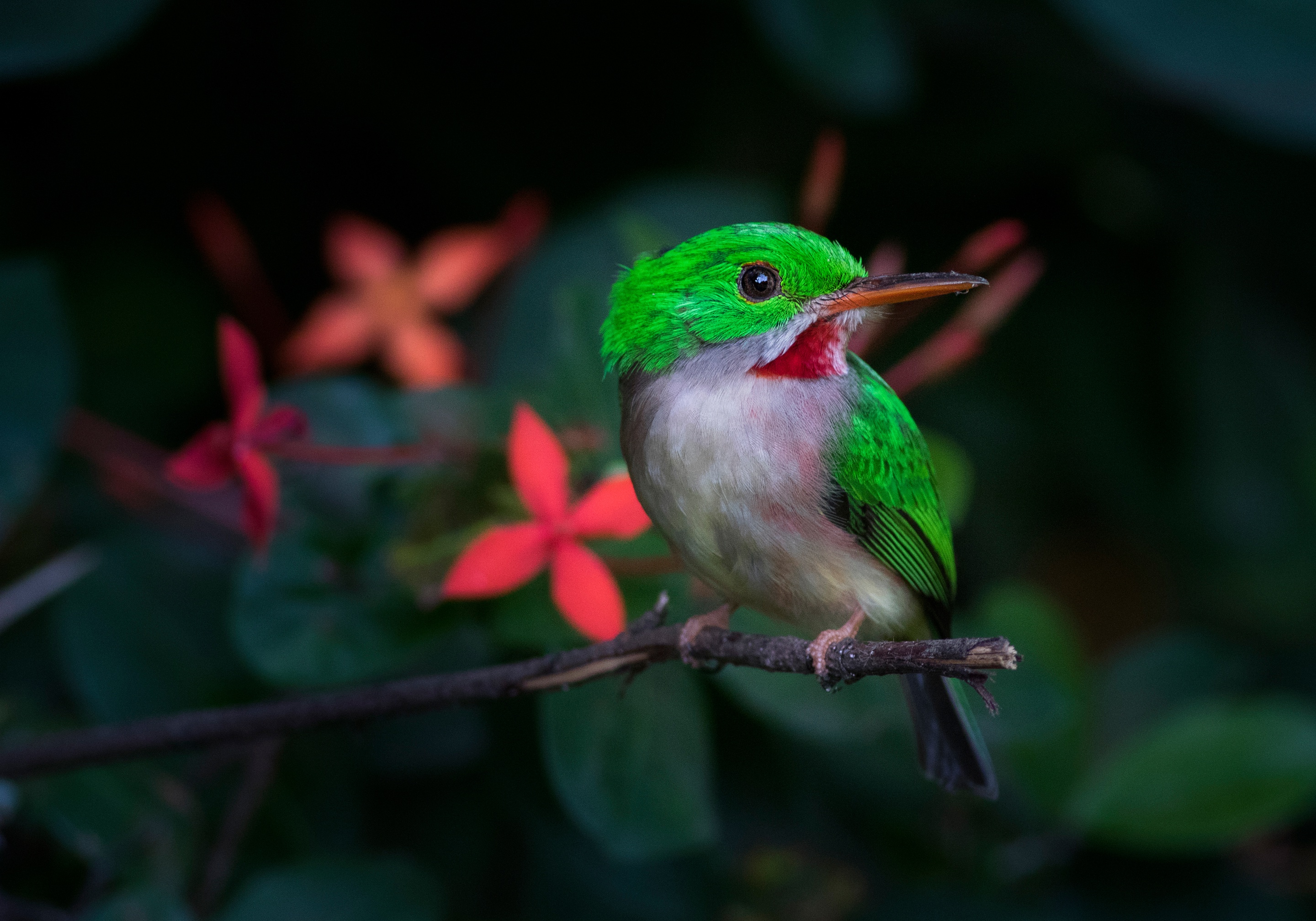 Laden Sie das Tiere, Vögel, Vogel, Kubanischer Tody-Bild kostenlos auf Ihren PC-Desktop herunter