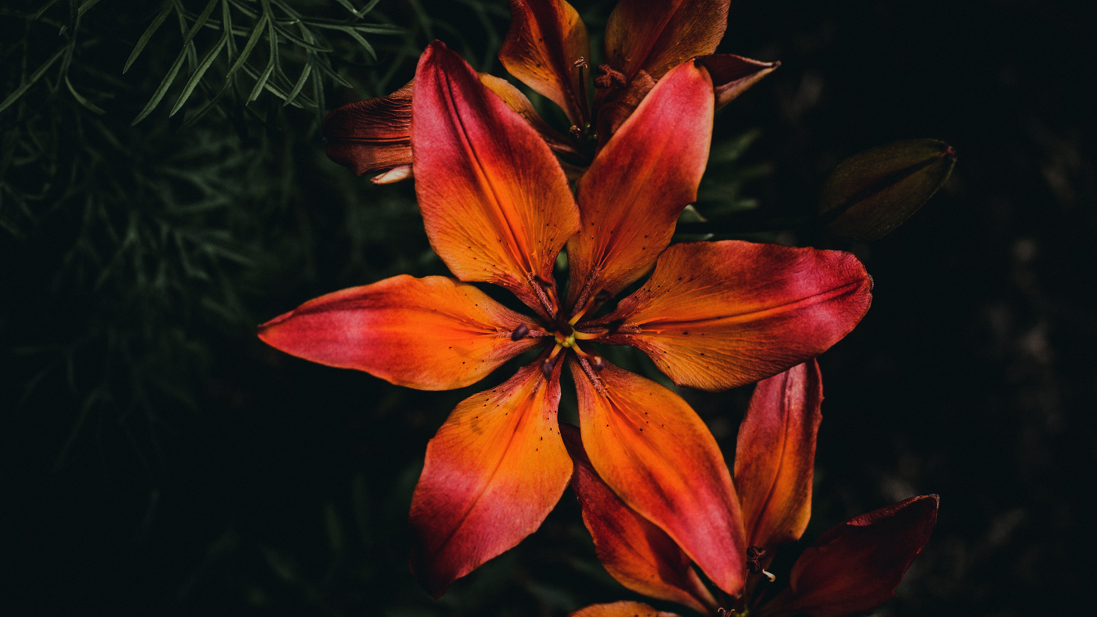 Descarga gratuita de fondo de pantalla para móvil de Flores, Flor, Lirio, Tierra/naturaleza, Macrofotografía.