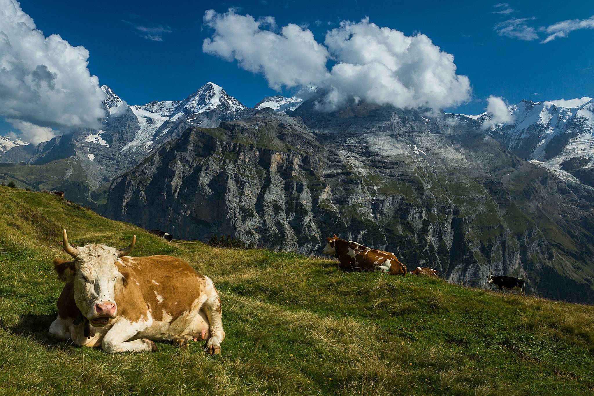 Téléchargez des papiers peints mobile Animaux, Montagne, Vache gratuitement.