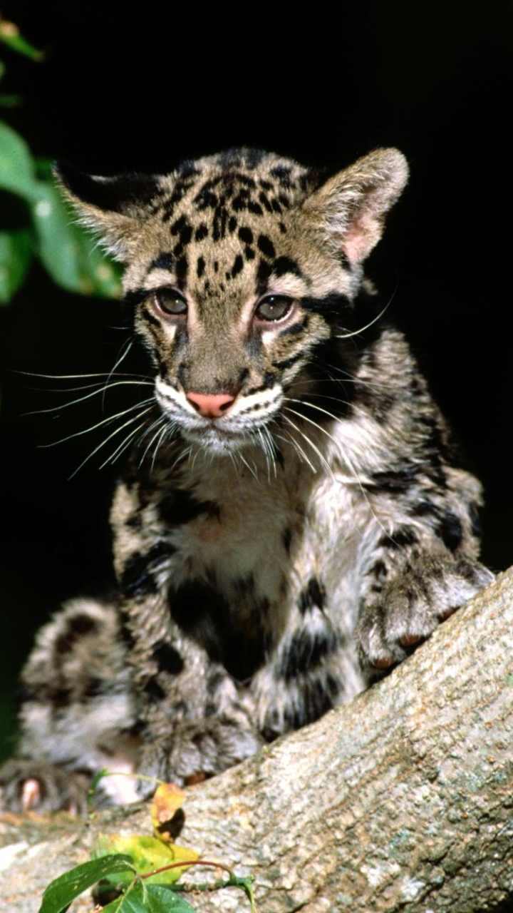 Baixar papel de parede para celular de Animais, Gatos, Leopardo Nebuloso gratuito.