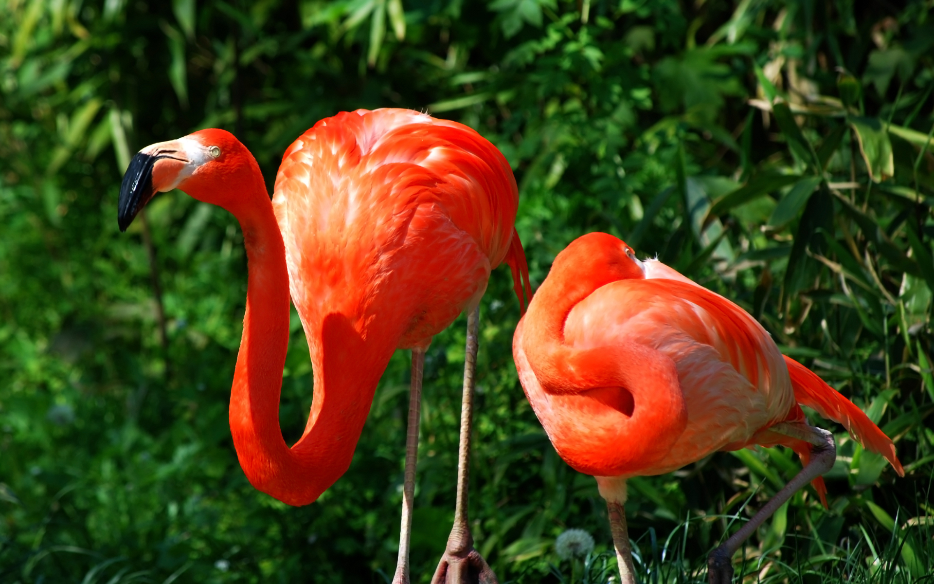 Download mobile wallpaper Flamingo, Animal for free.