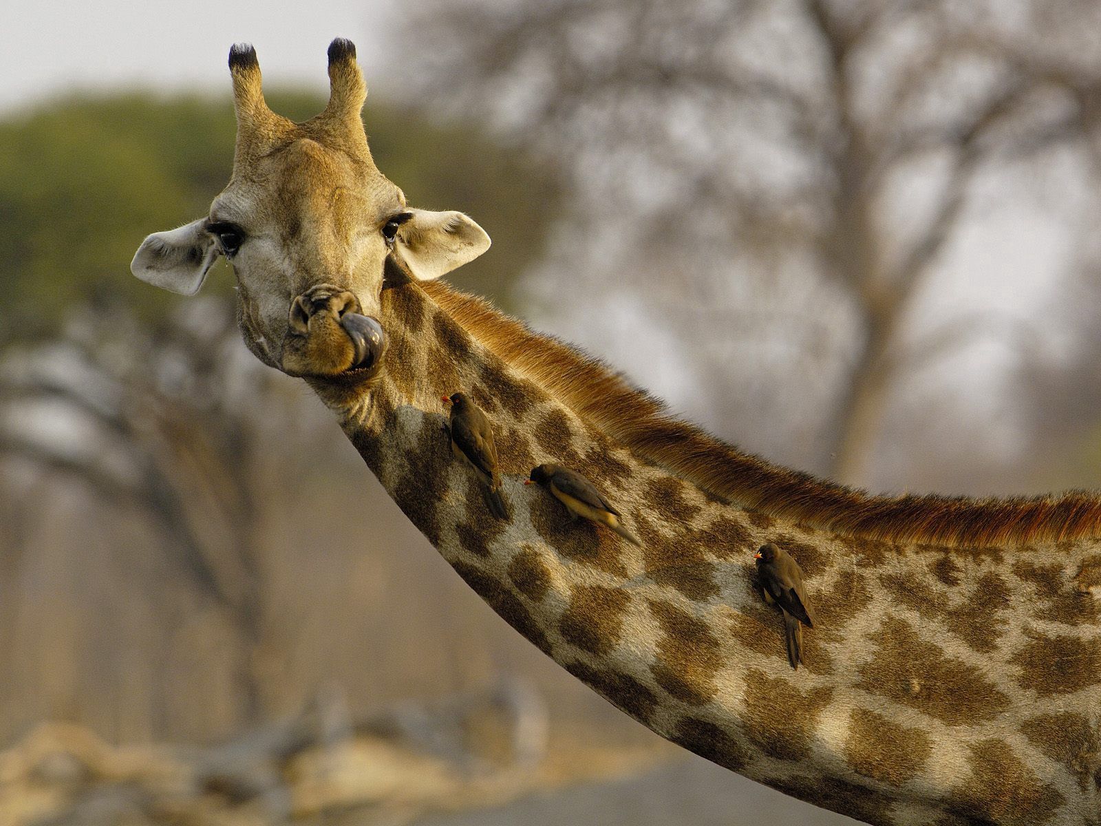 Download mobile wallpaper Spotted, Spotty, Head, Animals, Giraffe, Birds for free.