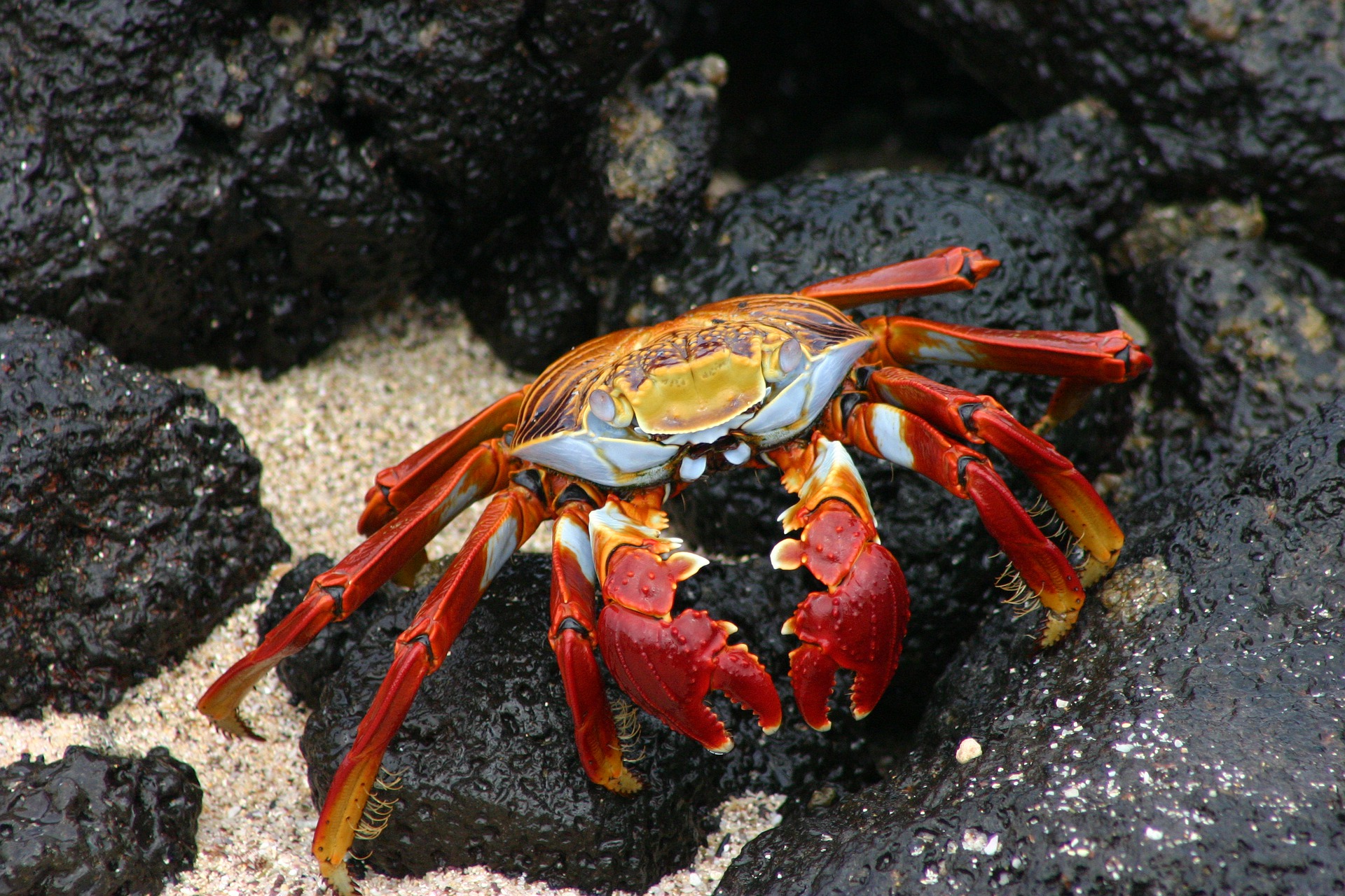 animal, crab, crustacean