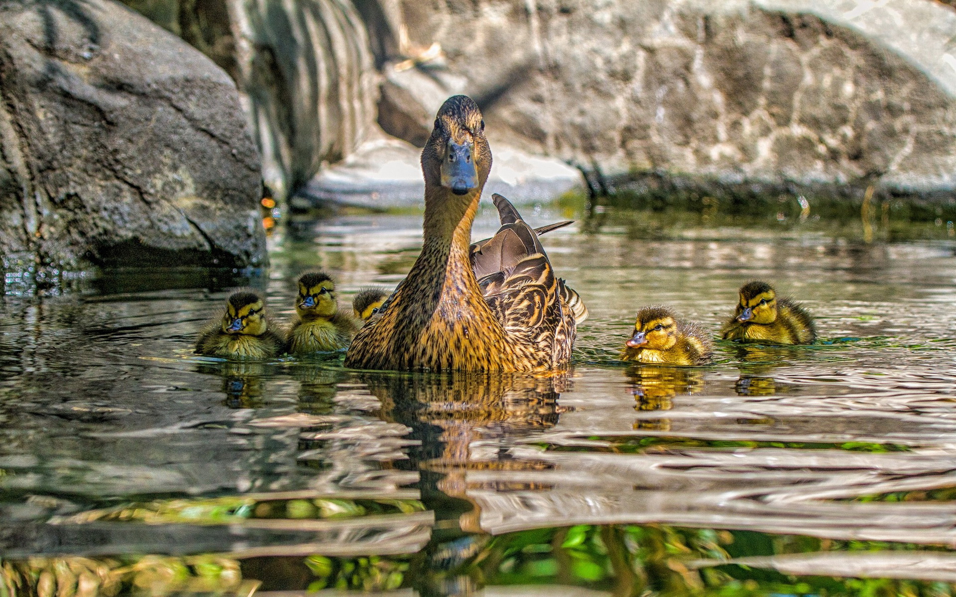 Descarga gratuita de fondo de pantalla para móvil de Pato, Aves, Animales.