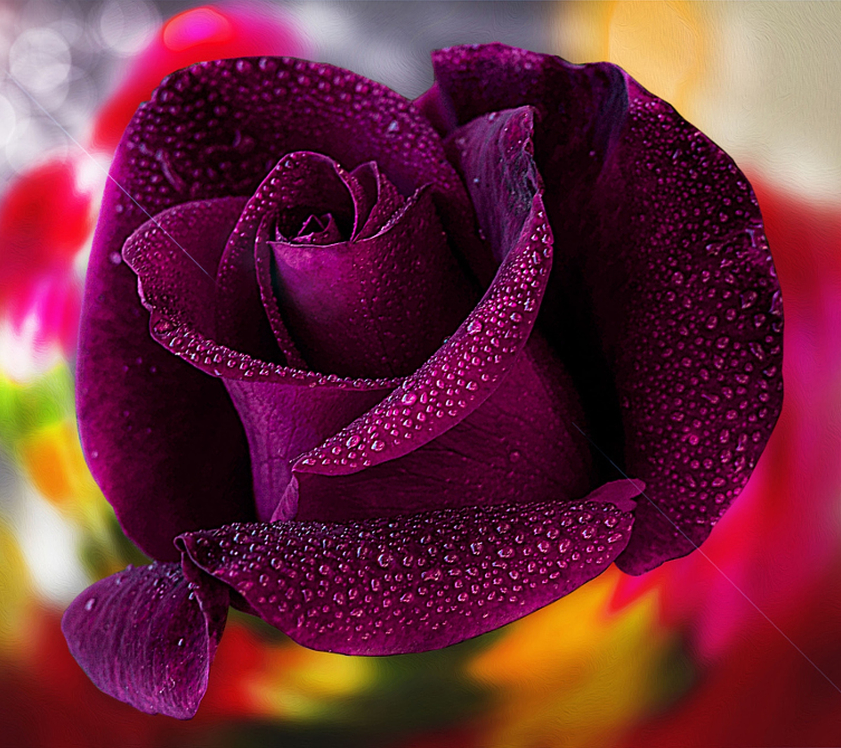 無料モバイル壁紙フラワーズ, 花, 薔薇, 閉じる, 地球, 水滴, 紫色の花をダウンロードします。