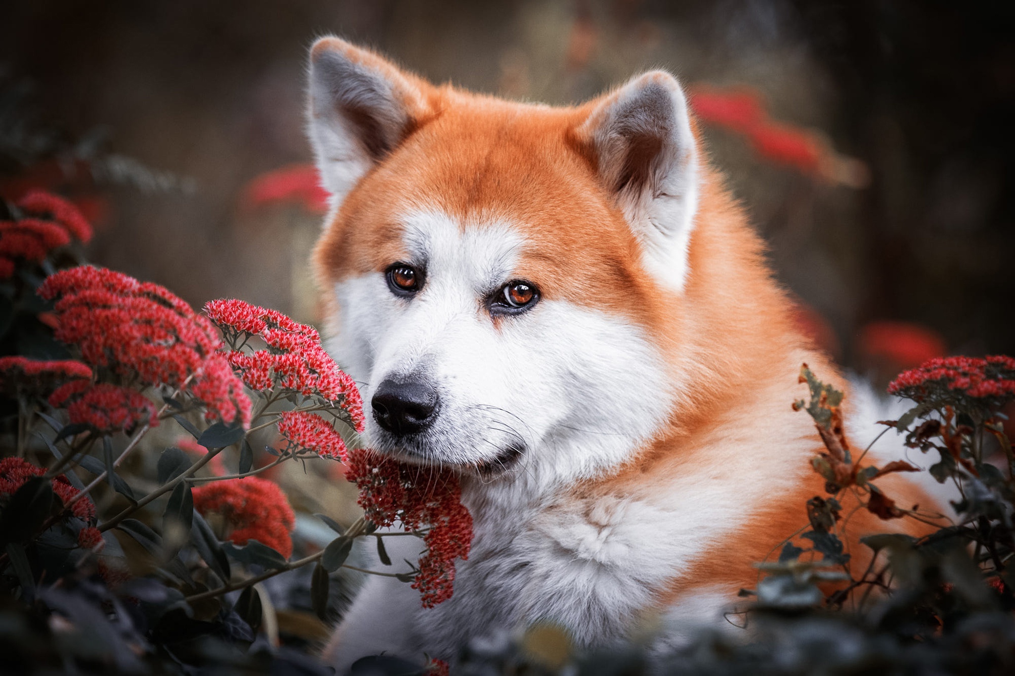 Download mobile wallpaper Dogs, Flower, Dog, Animal, Akita for free.