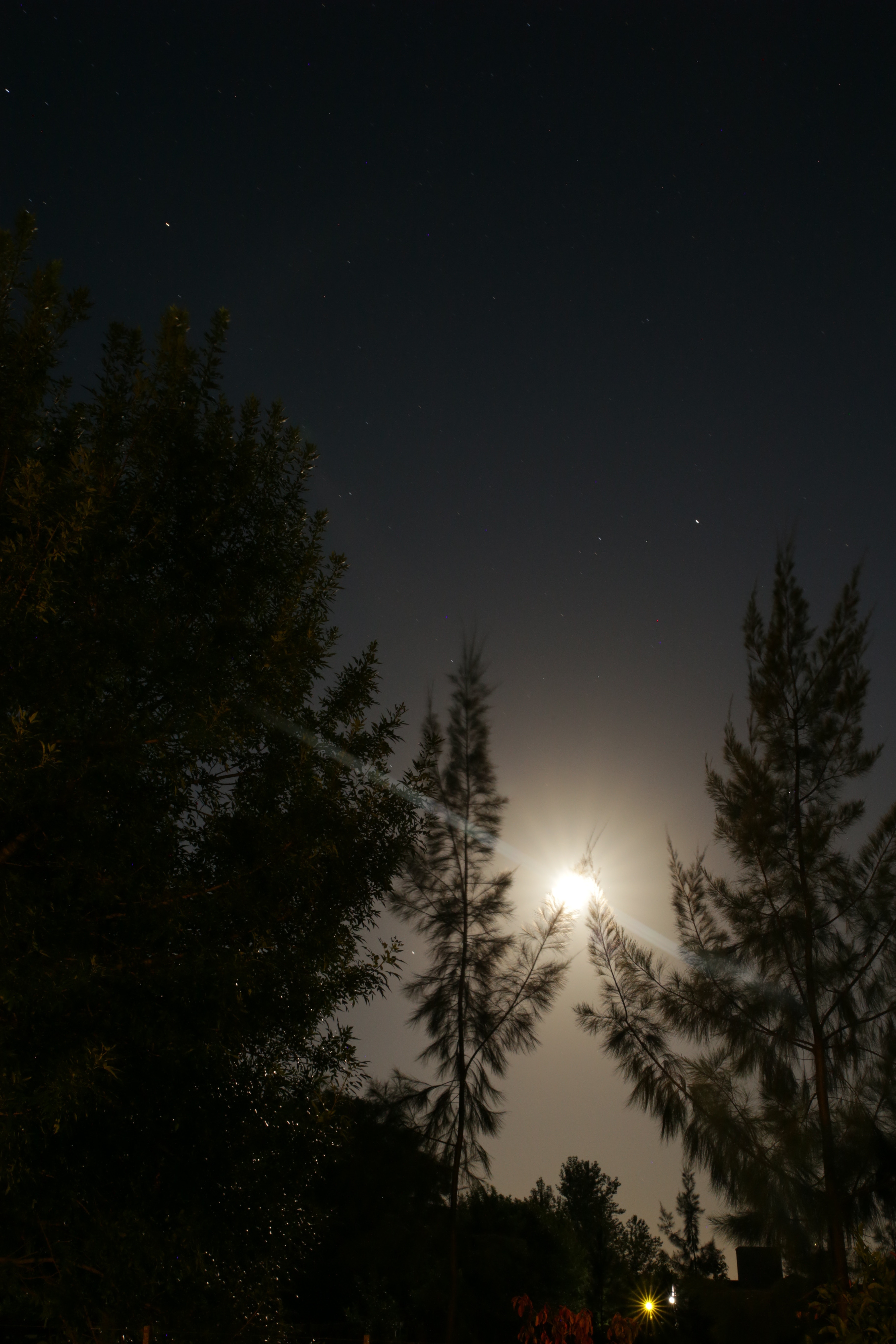 moon, trees, nature, night, bright, beams, rays, glow 4K Ultra