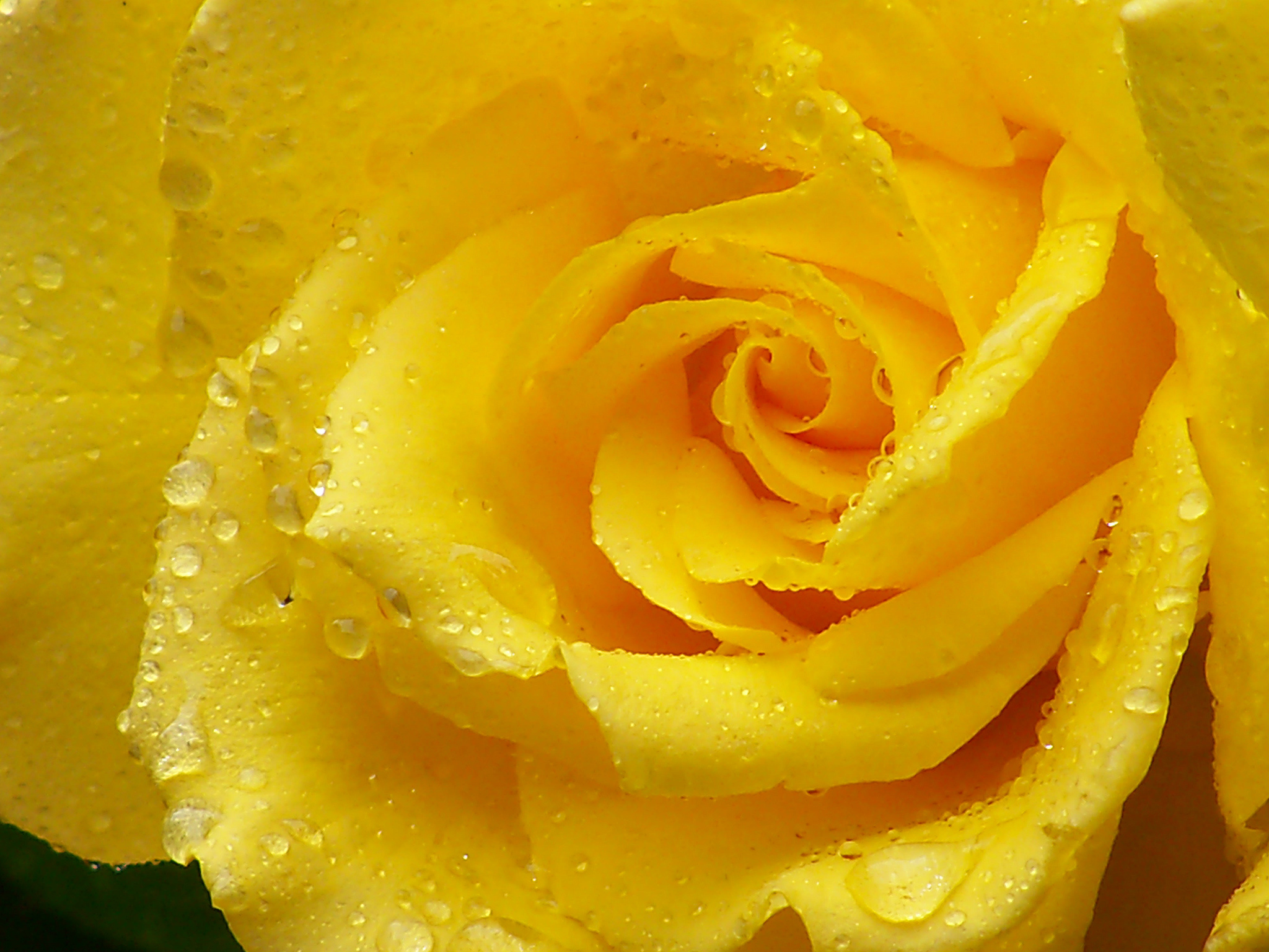 earth, rose, flower, water drop, yellow rose, flowers