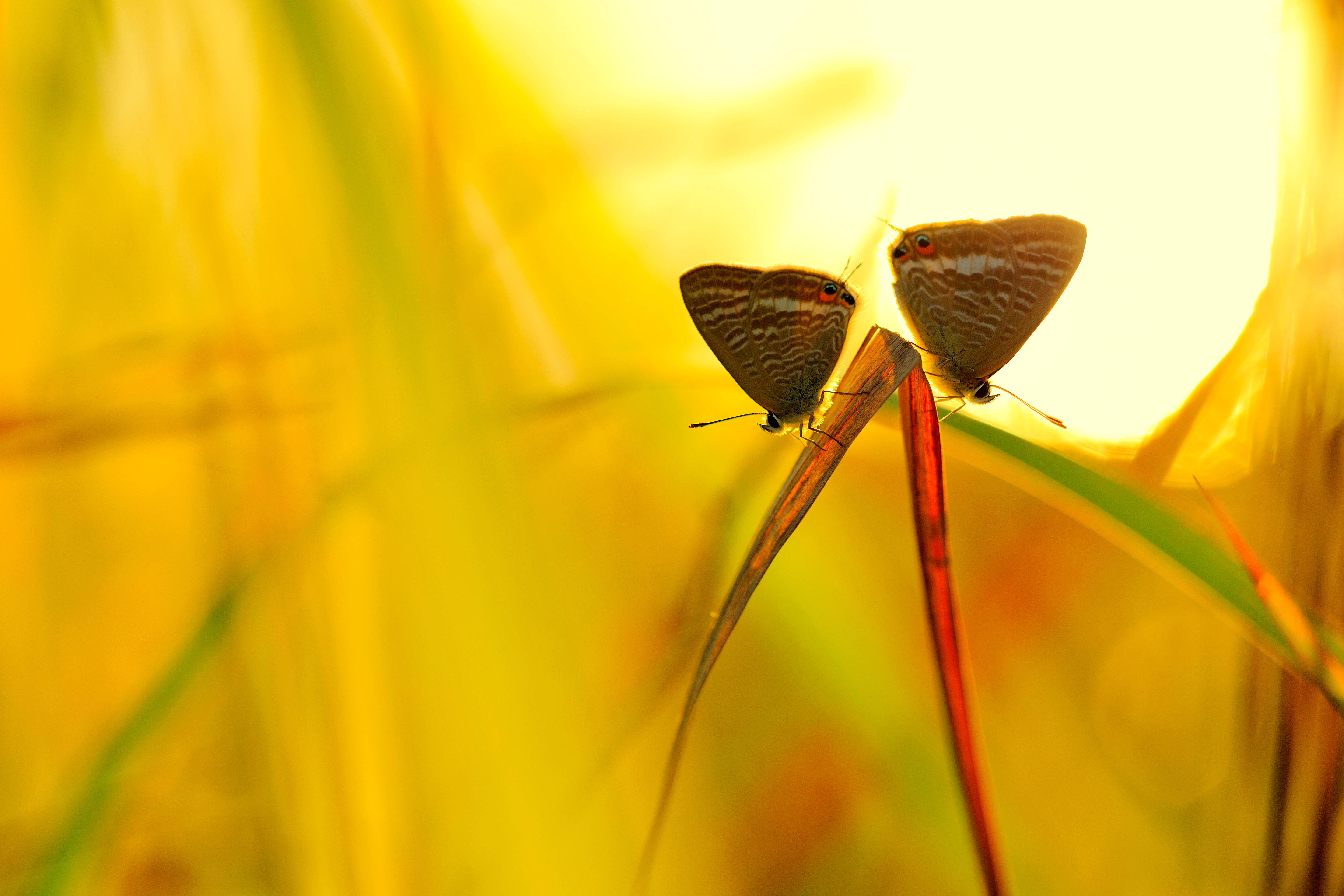 Free download wallpaper Insect, Butterfly, Animal on your PC desktop