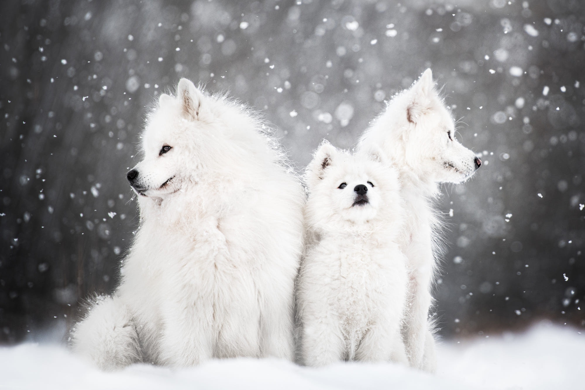 Handy-Wallpaper Tiere, Winter, Hunde, Schnee, Hund, Welpen, Samojede, Tierbaby, Jungtier kostenlos herunterladen.