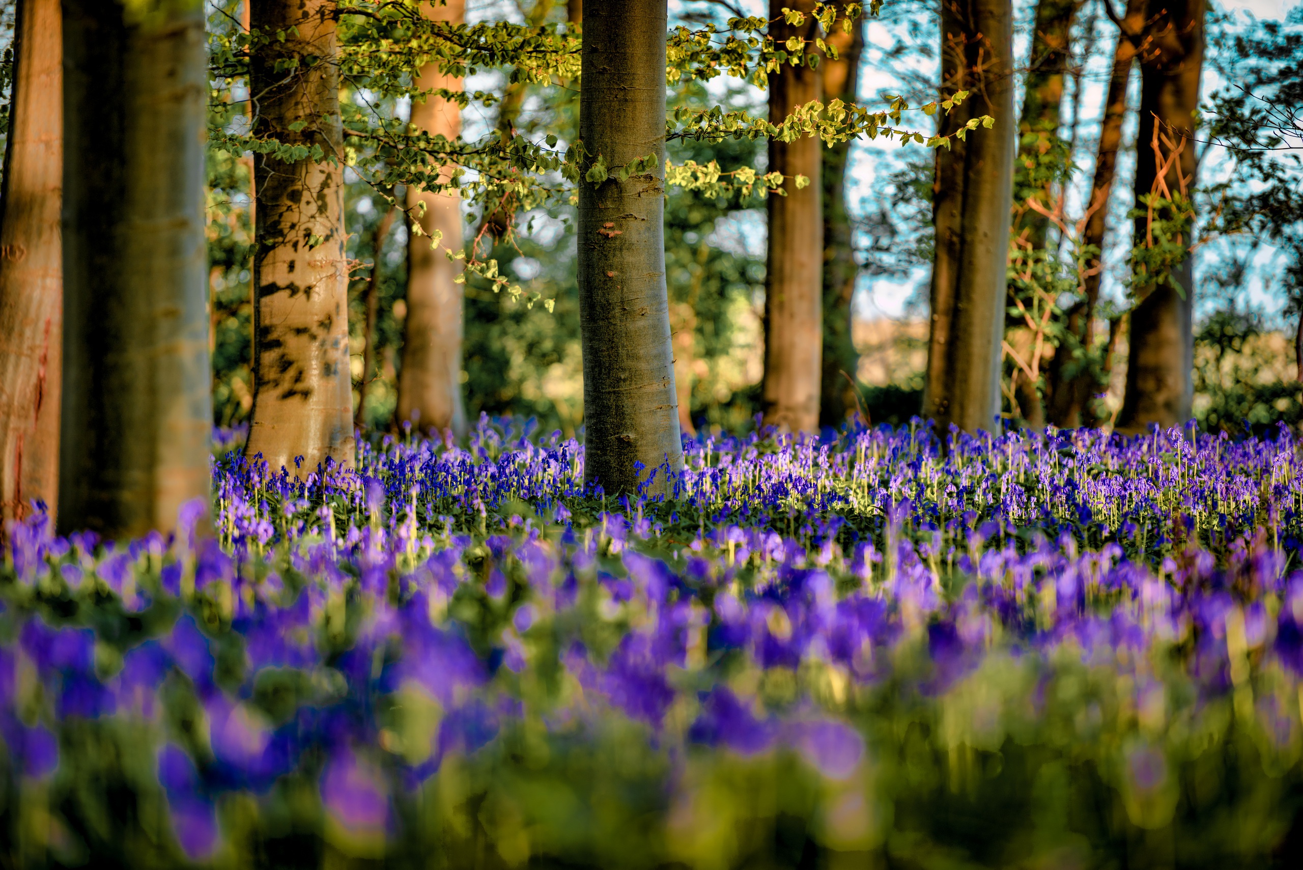 Handy-Wallpaper Natur, Blumen, Blume, Verwischen, Lila Blume, Erde/natur kostenlos herunterladen.