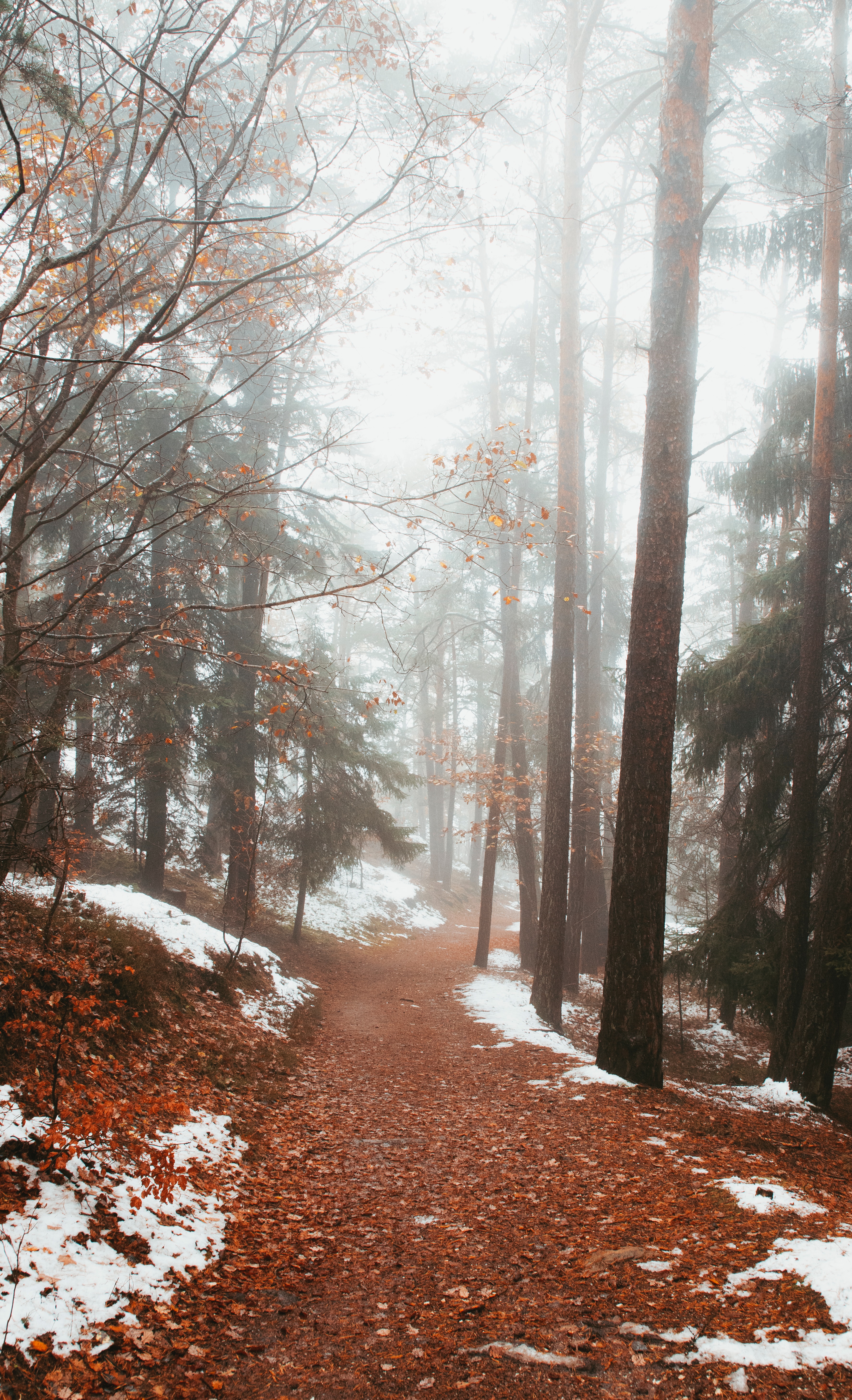 Laden Sie das Pfad, Natur, Nebel, Bäume, Schnee, Wald-Bild kostenlos auf Ihren PC-Desktop herunter