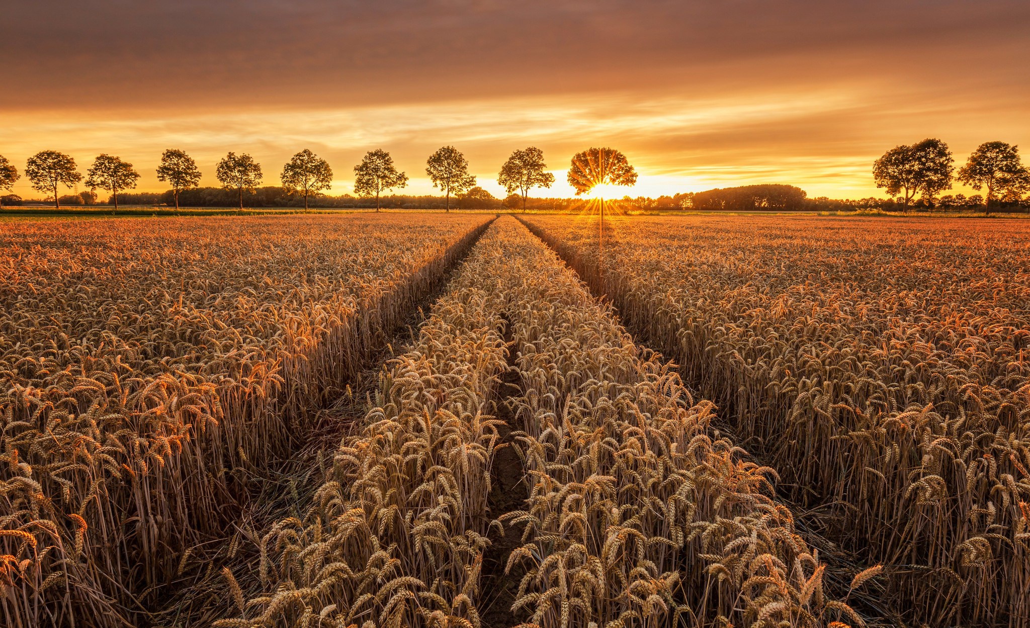 Free download wallpaper Nature, Summer, Wheat, Sunrise, Earth, Field on your PC desktop