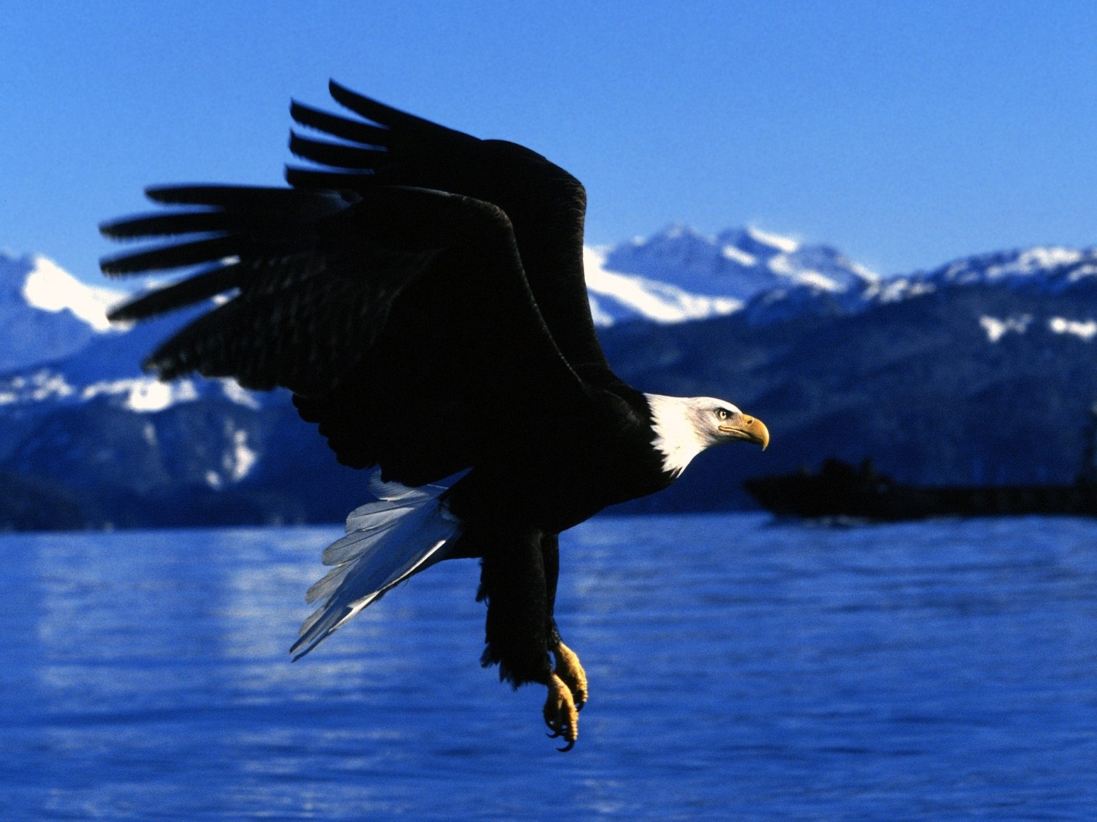 animals, birds, eagles, blue