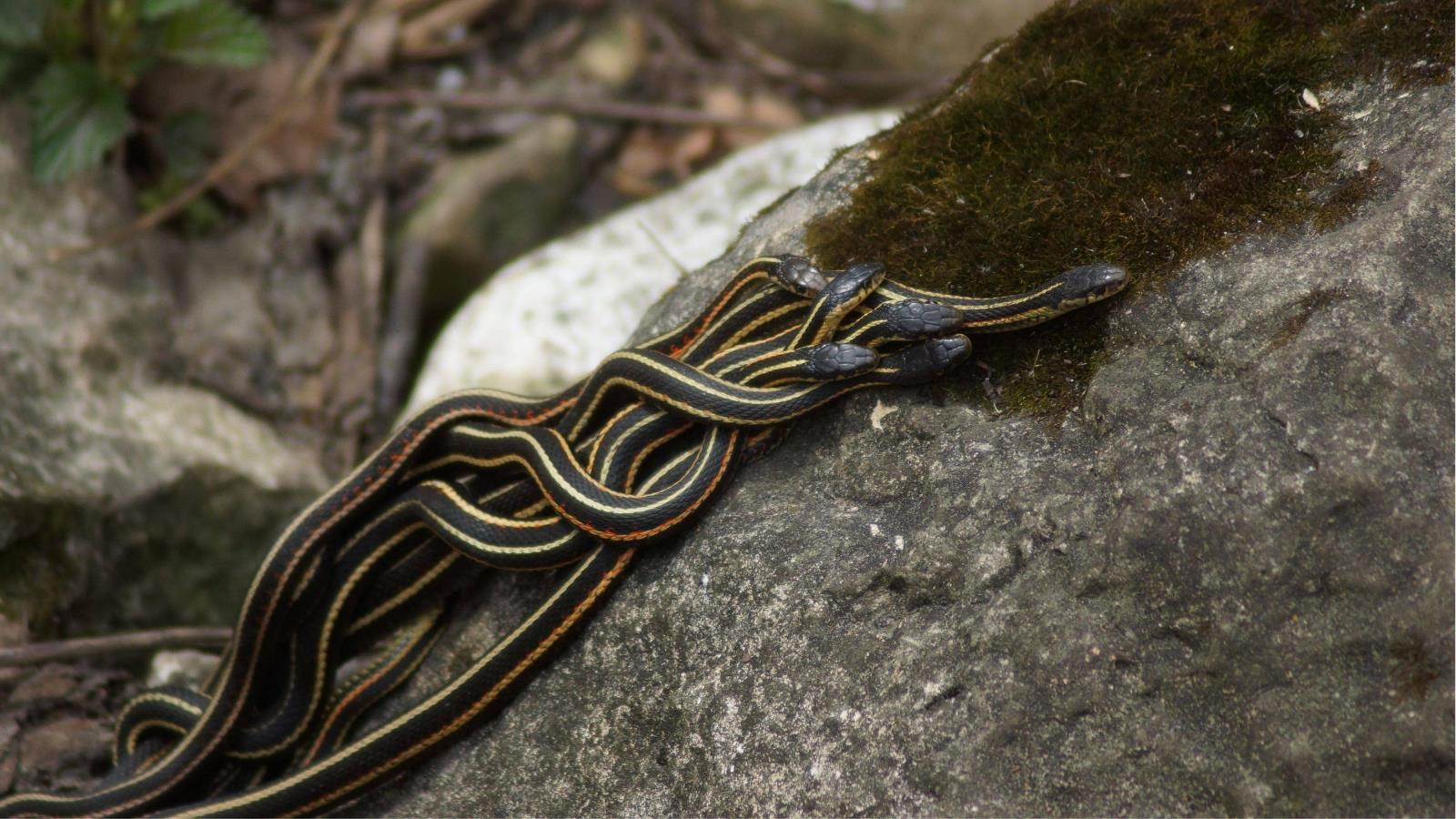 Téléchargez gratuitement l'image Animaux, Serpent, Reptiles sur le bureau de votre PC