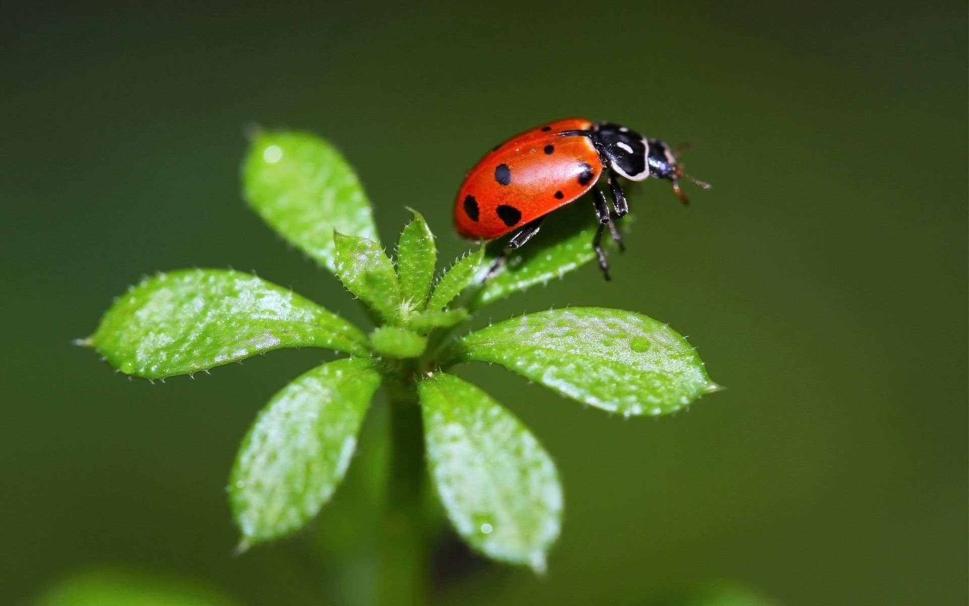 Download mobile wallpaper Ladybird, Macro, Ladybug, Grass, Insect, Spots, Stains for free.