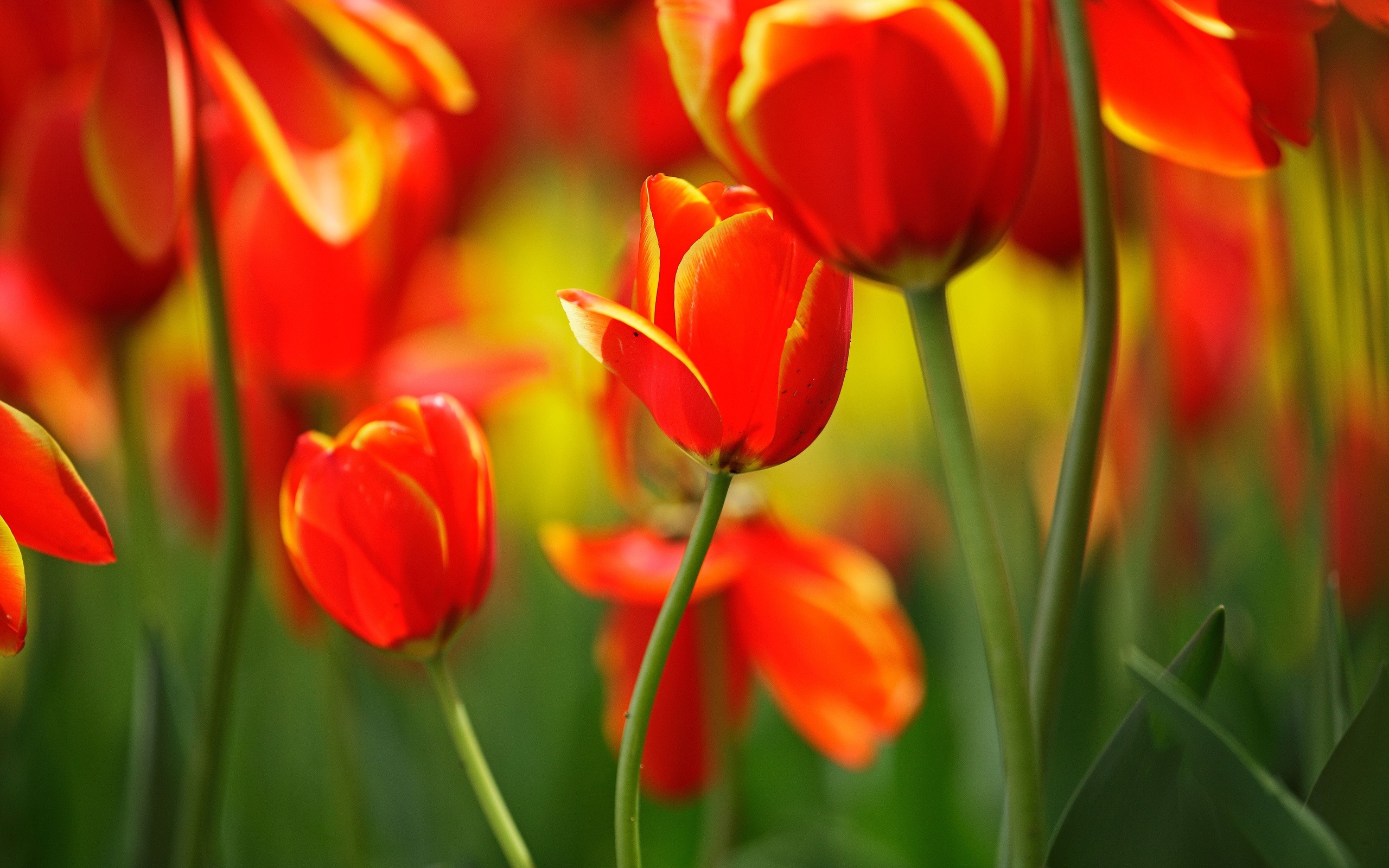 Laden Sie das Blumen, Blume, Tulpe, Rote Blume, Erde/natur-Bild kostenlos auf Ihren PC-Desktop herunter