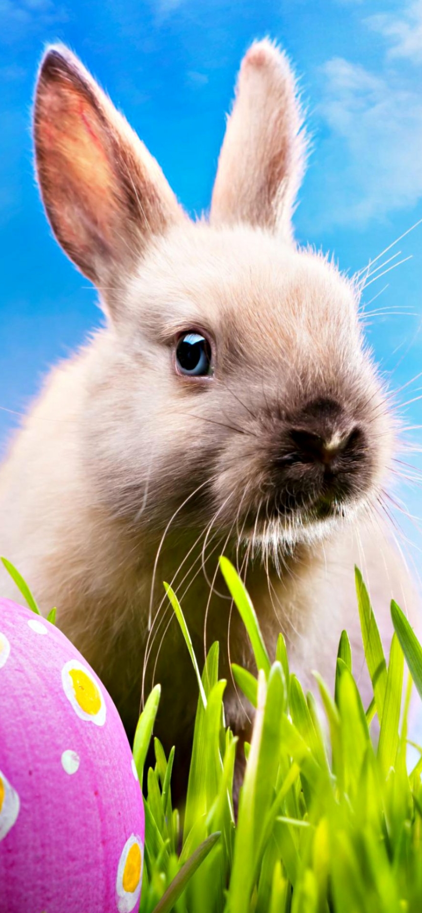 Handy-Wallpaper Feiertage, Ostern, Kaninchen, Hase kostenlos herunterladen.