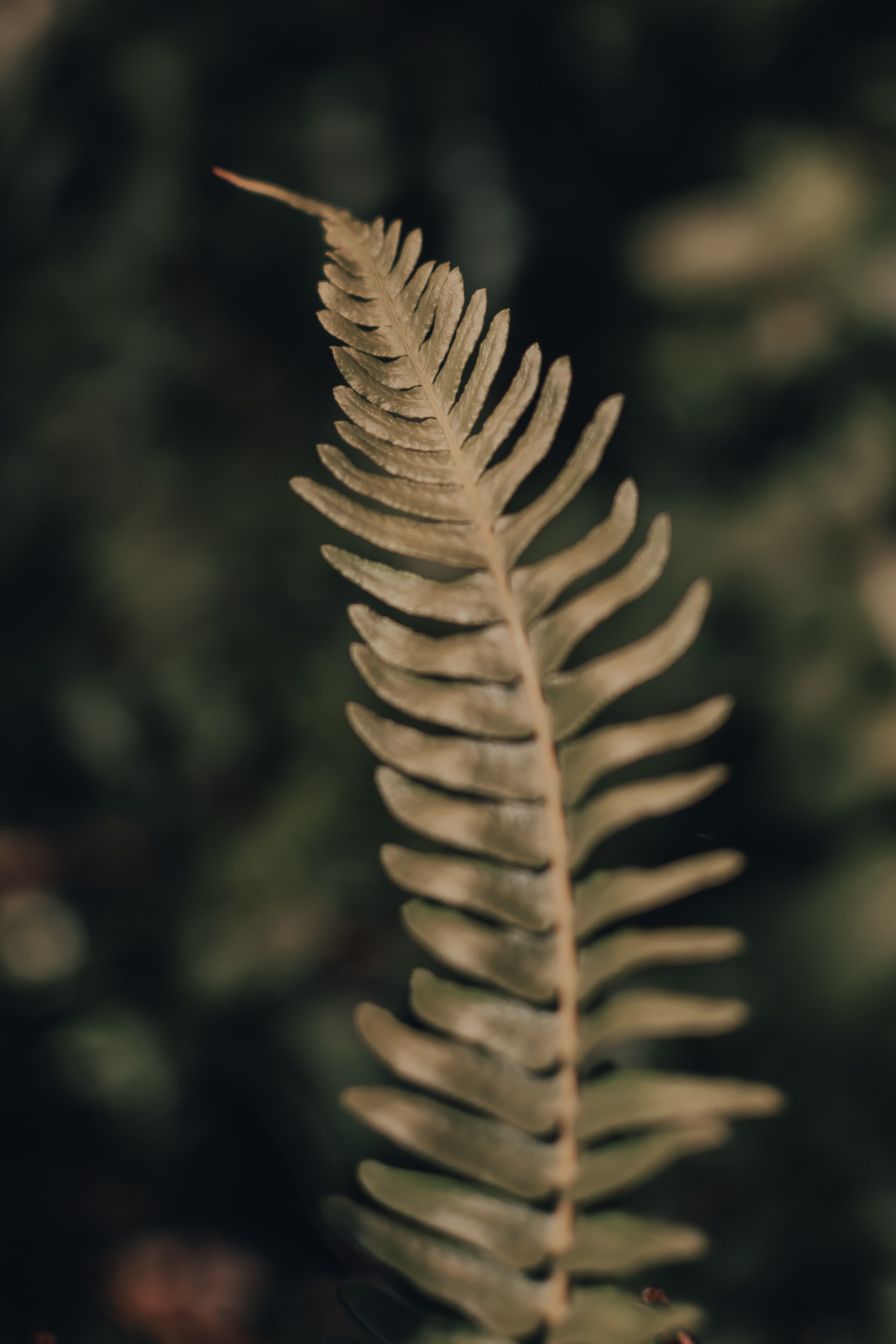 macro, plant, fern, close up, leaflet Phone Background
