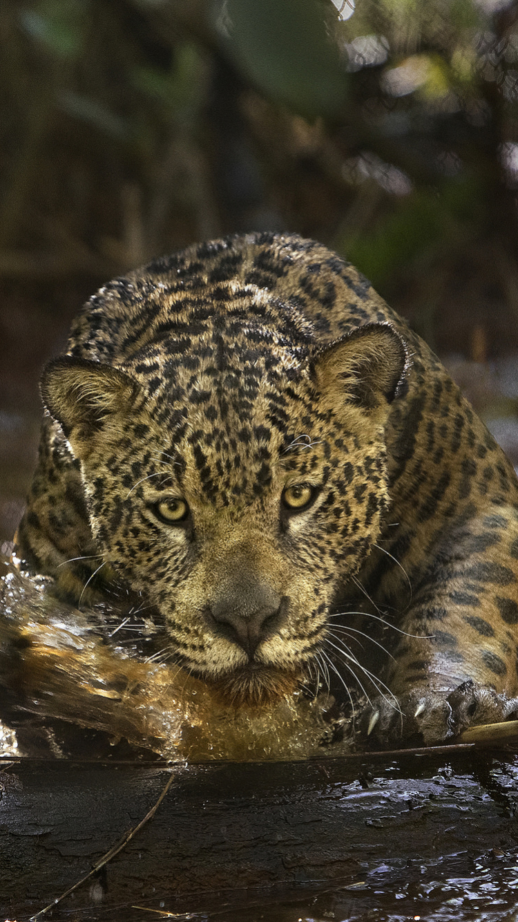 Handy-Wallpaper Tiere, Katzen, Jaguar kostenlos herunterladen.