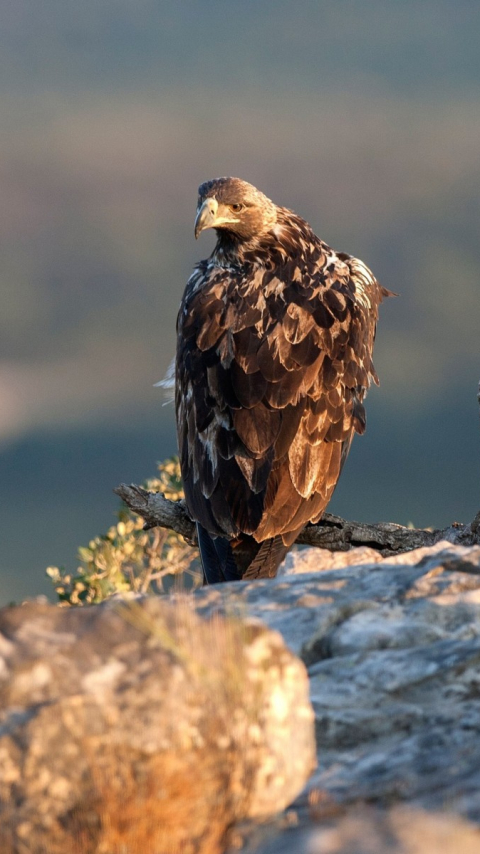 Handy-Wallpaper Tiere, Fuchs, Adler, Sonstiges kostenlos herunterladen.