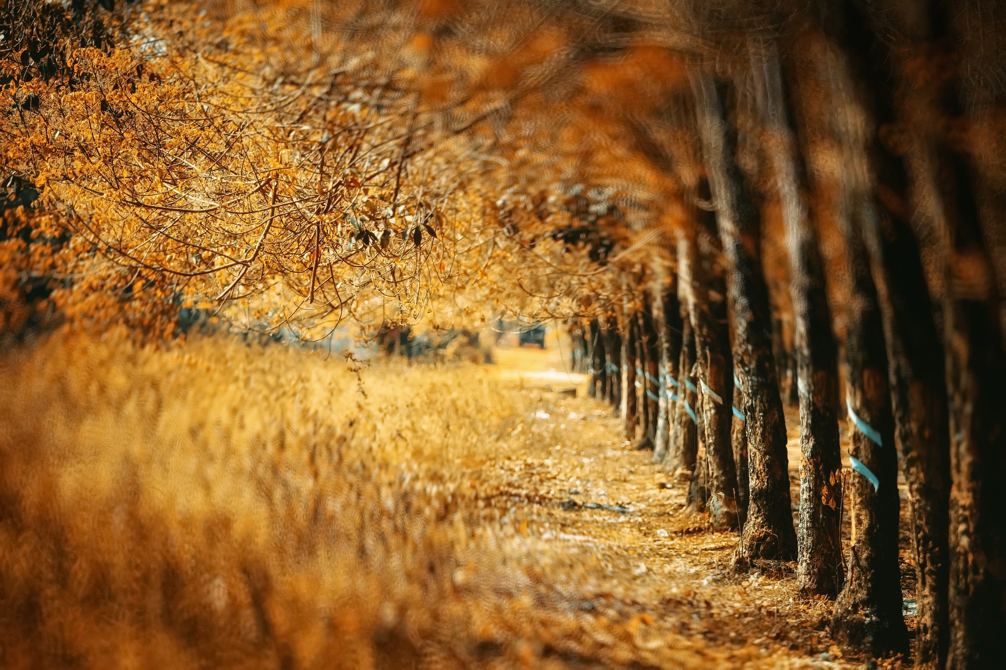 Download mobile wallpaper Nature, Tree, Blur, Fall, Earth, Tree Lined for free.