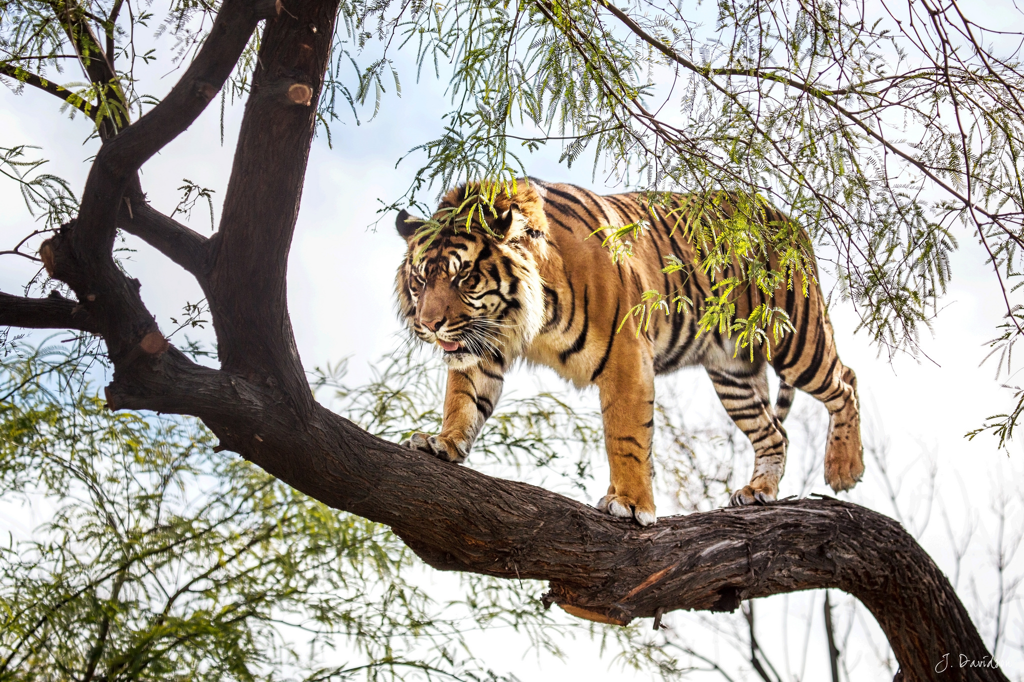 Descarga gratuita de fondo de pantalla para móvil de Gatos, Animales, Tigre.