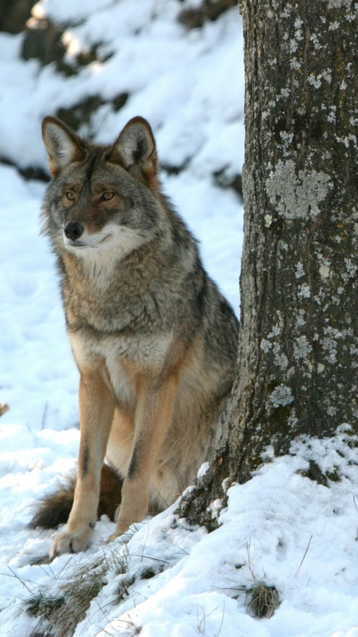 Handy-Wallpaper Tiere, Winter, Schnee, Hund, Wolf, Koyote kostenlos herunterladen.