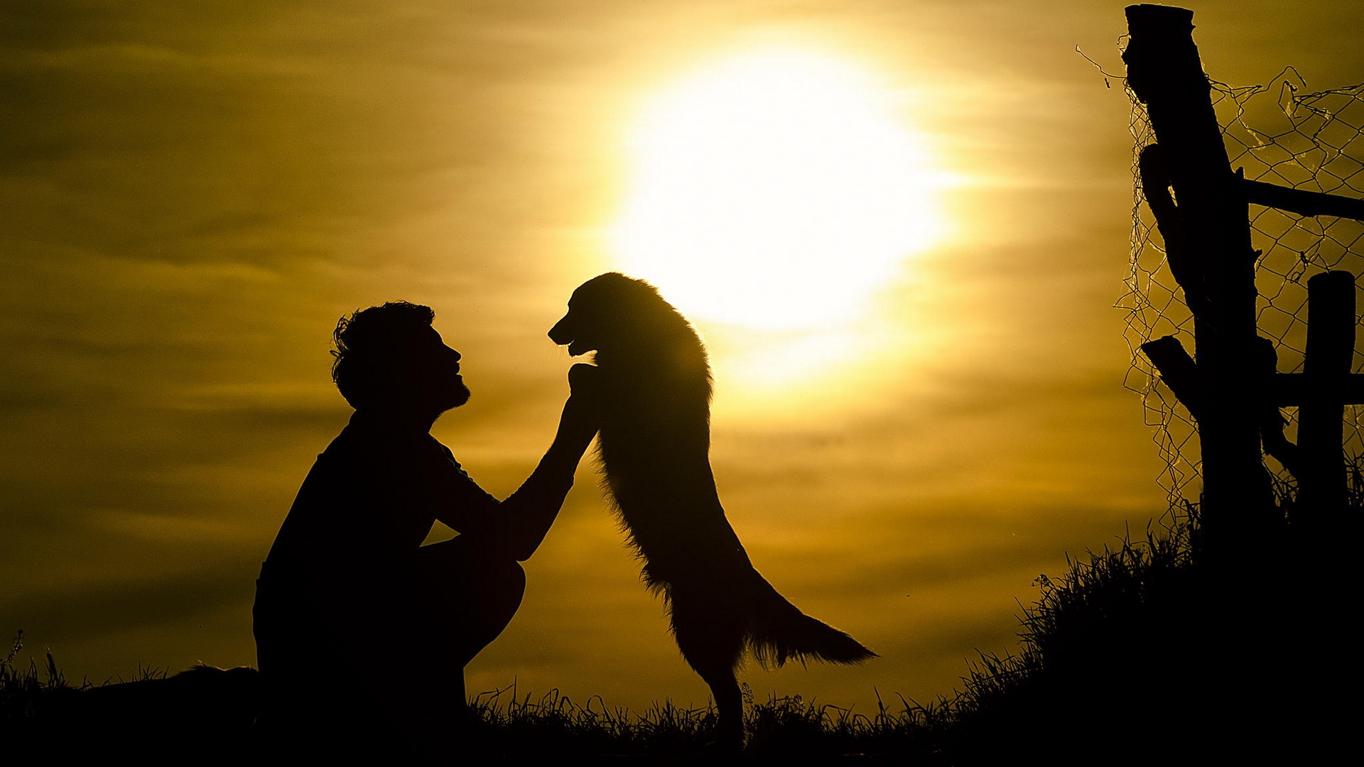 Téléchargez des papiers peints mobile Animaux, Chiens, Chien gratuitement.