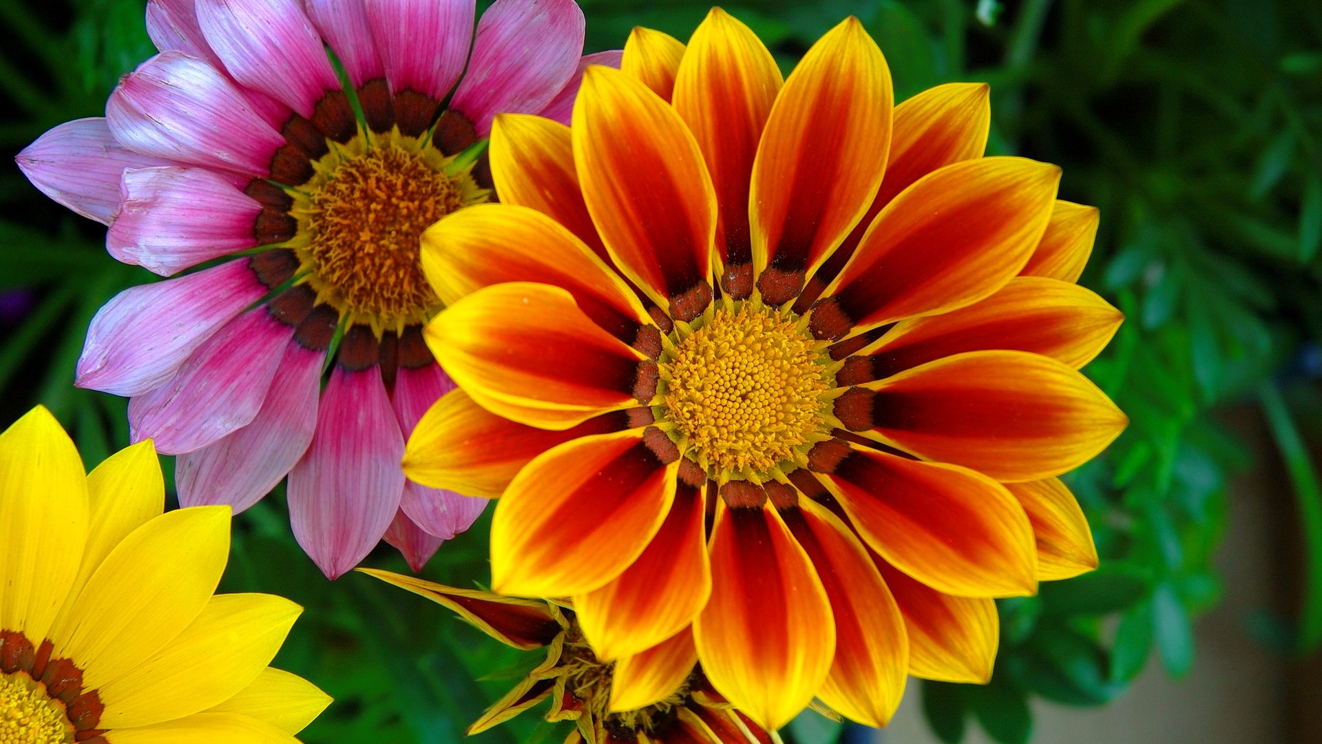 earth, gazania, close up, colorful, colors, flower, orange flower, flowers