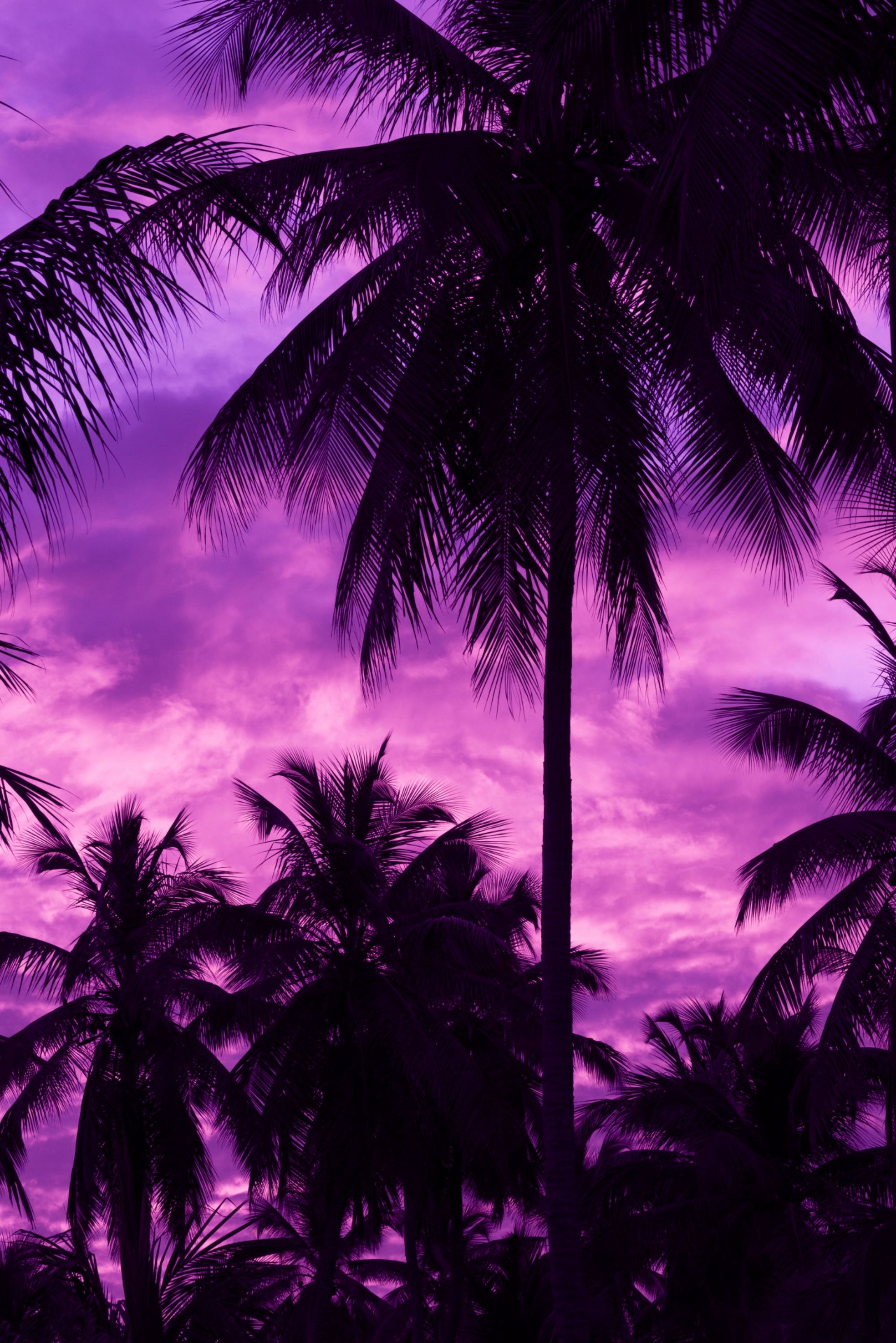 137401 скачать обои темные, закат, фиолетовый, тропики, пальмы, небо - заставки и картинки бесплатно