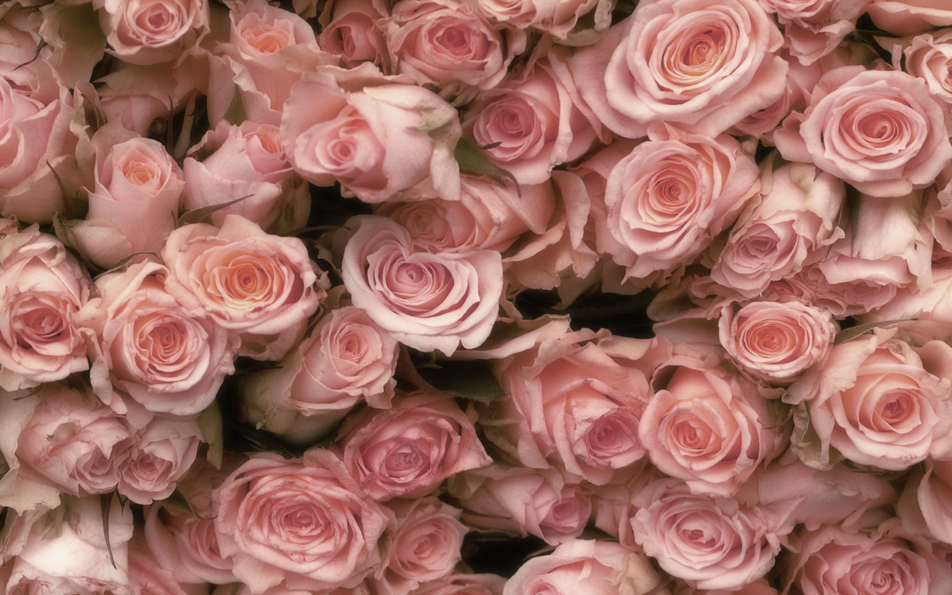 Laden Sie das Blumen, Rose, Erde/natur-Bild kostenlos auf Ihren PC-Desktop herunter