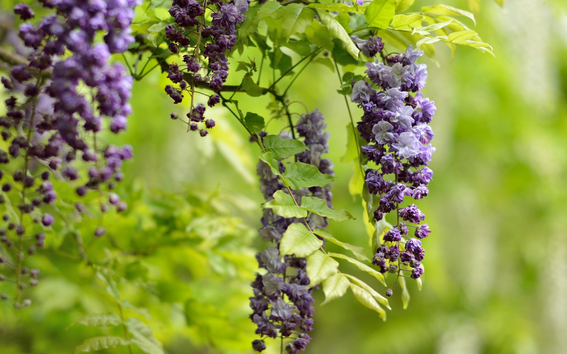 Laden Sie das Blumen, Blüte, Erde/natur-Bild kostenlos auf Ihren PC-Desktop herunter