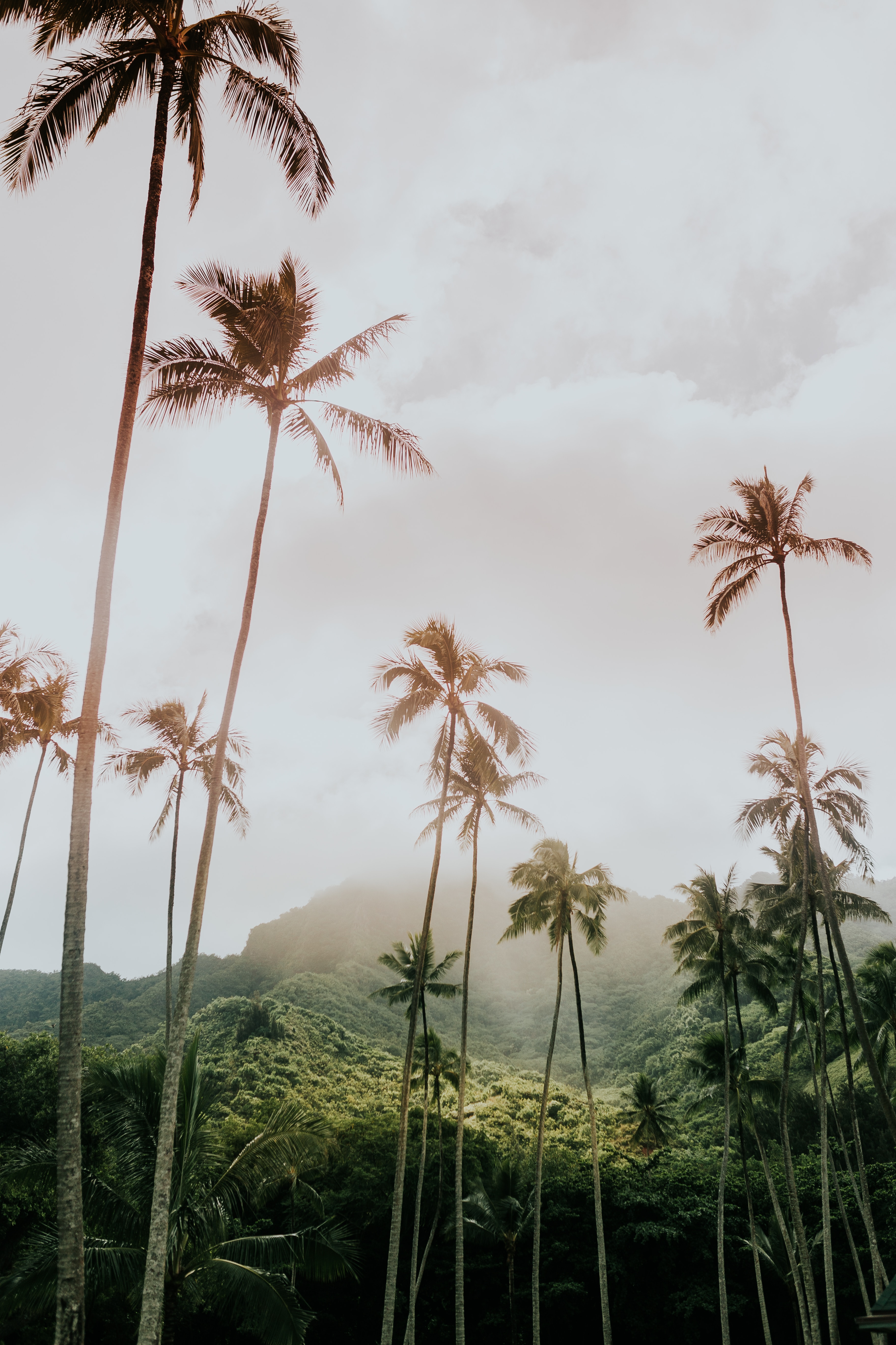 Download mobile wallpaper Vegetation, Mountains, Nature, Palms, Tropics for free.