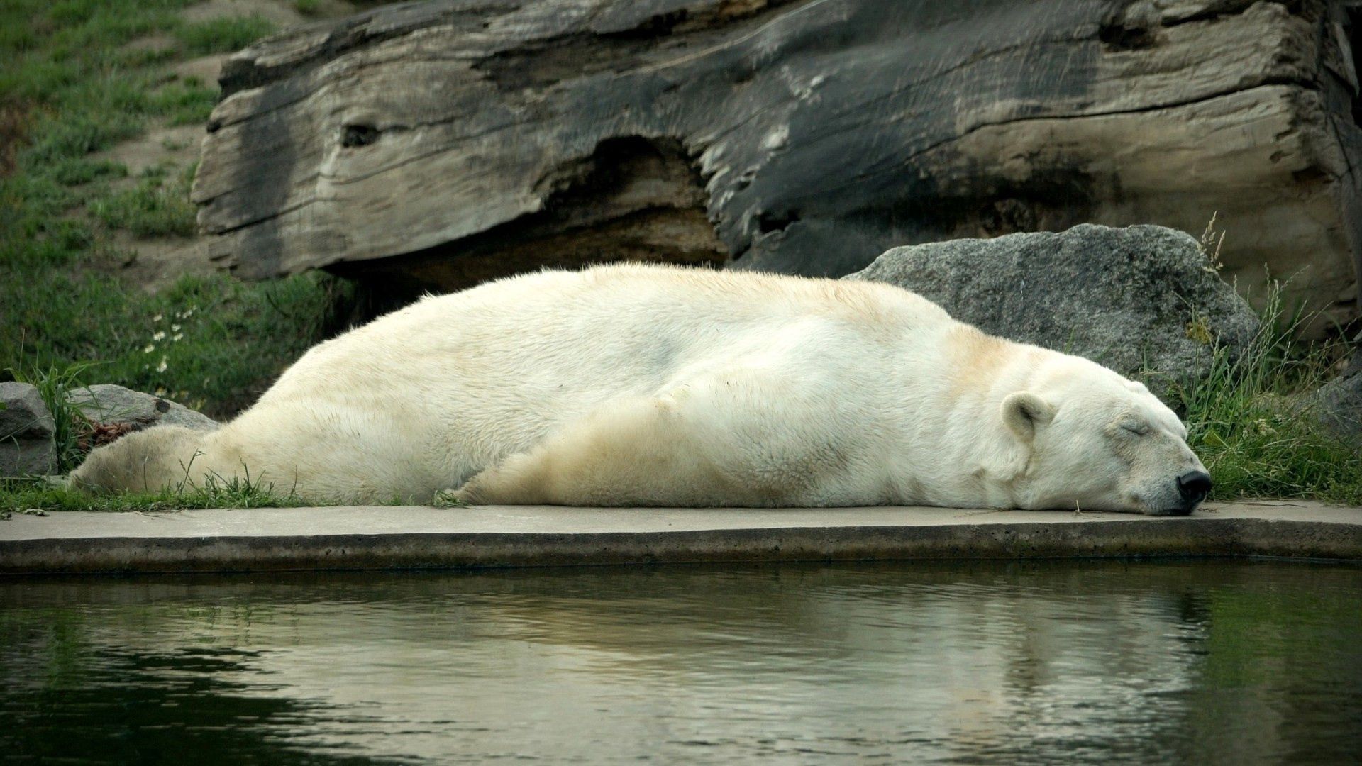 143865壁紙のダウンロード動物, 水, 嘘, 横になります, くま, 熊, 睡眠, 夢, ホッキョクグマ, 北極熊-スクリーンセーバーと写真を無料で