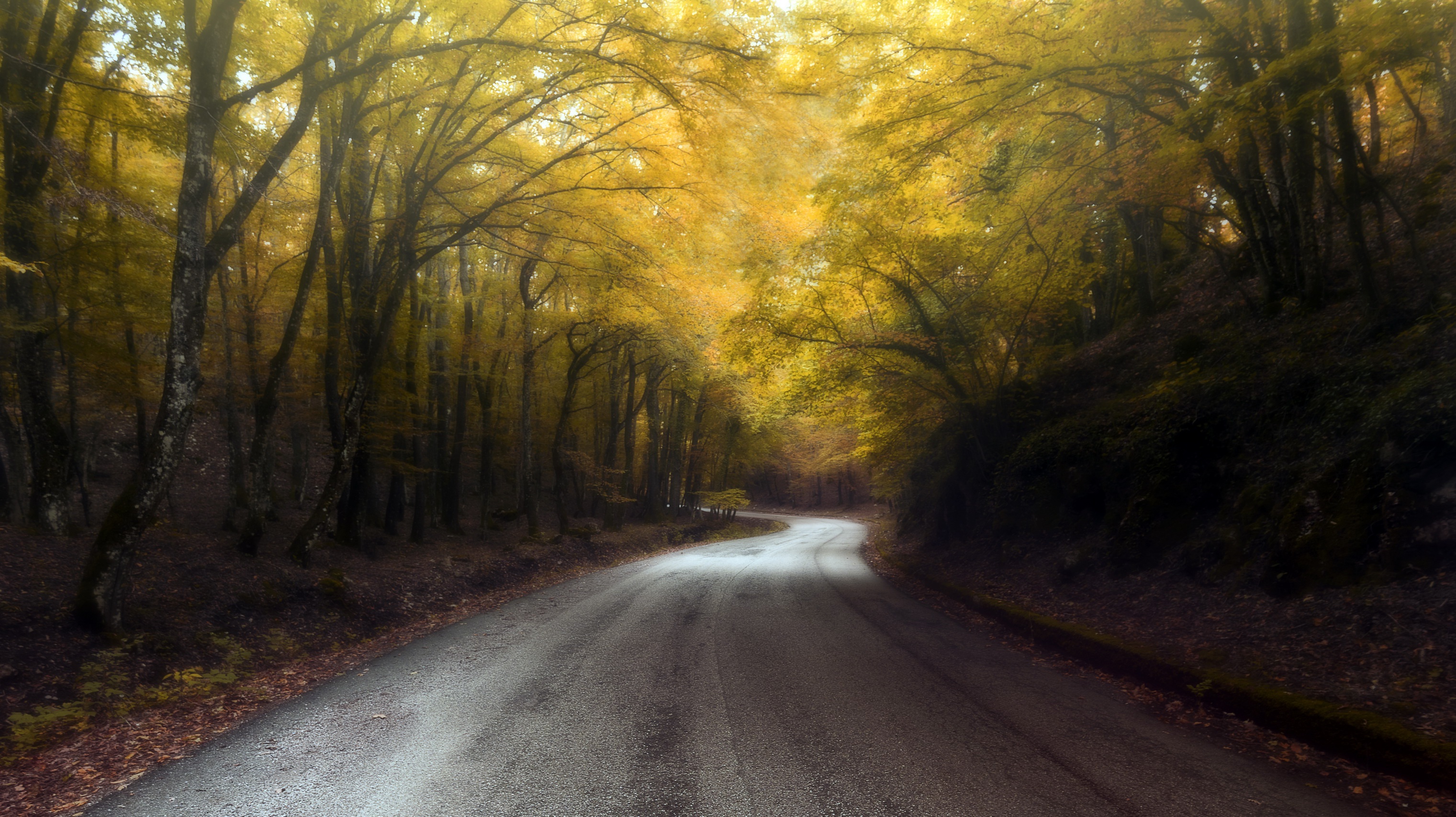 Laden Sie das Natur, Herbst, Straße, Wald, Baum, Menschengemacht-Bild kostenlos auf Ihren PC-Desktop herunter