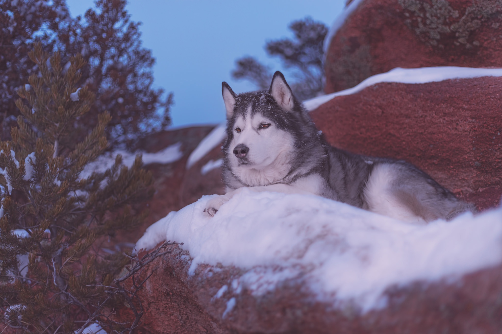 429492壁紙のダウンロード動物, アラスカのマラミュート, 犬-スクリーンセーバーと写真を無料で