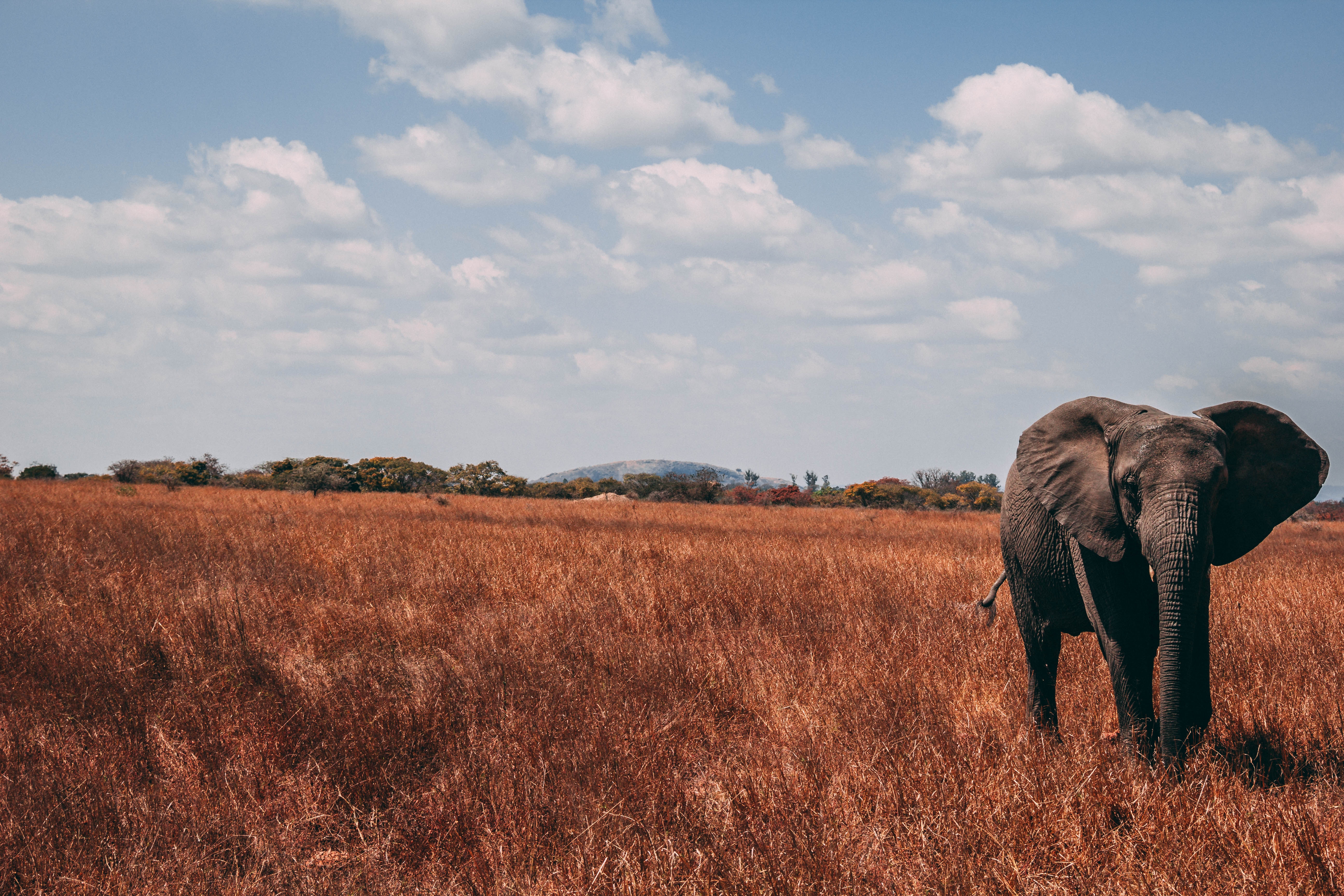 156389 скачать картинку слон, животные, трава, прогулка, хобот - обои и заставки бесплатно