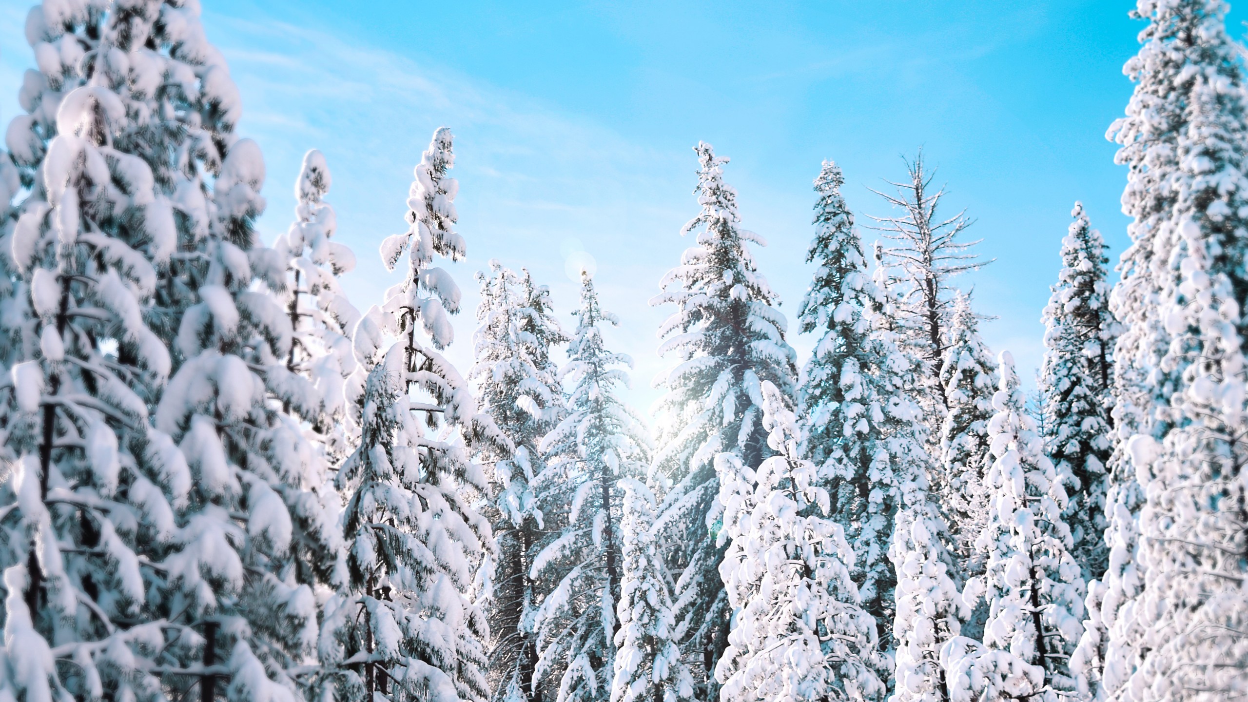 Download mobile wallpaper Winter, Snow, Earth, Pine Tree for free.