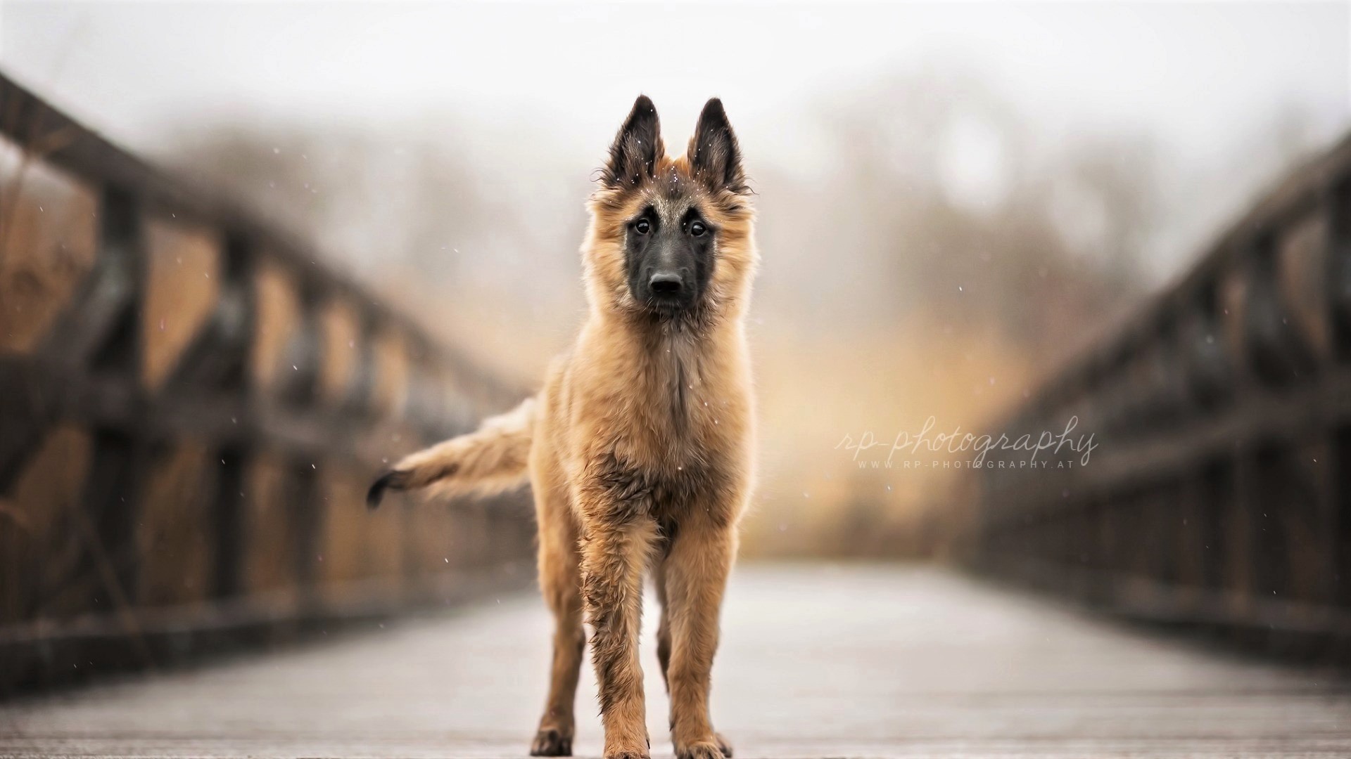 Download mobile wallpaper Dogs, Dog, Animal, German Shepherd for free.