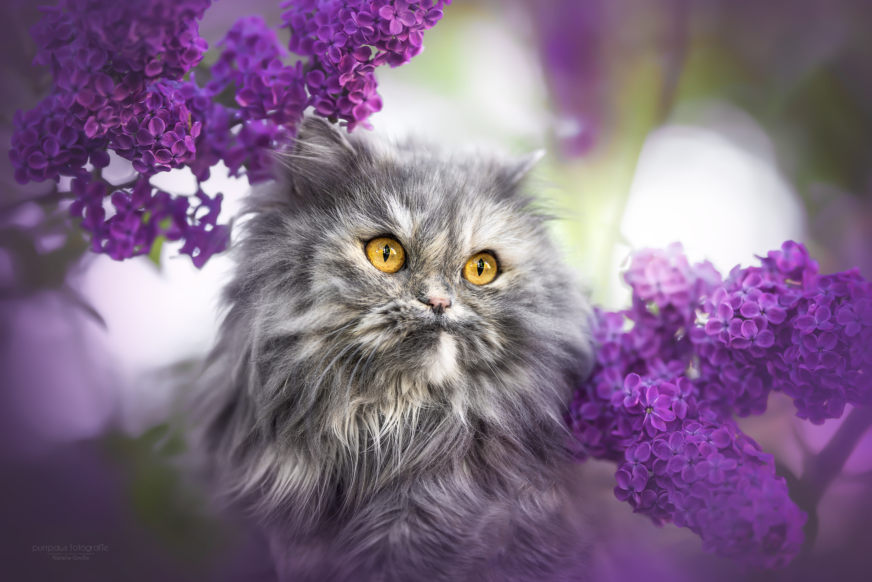 Laden Sie das Tiere, Katzen, Katze, Persische Katze, Flieder-Bild kostenlos auf Ihren PC-Desktop herunter