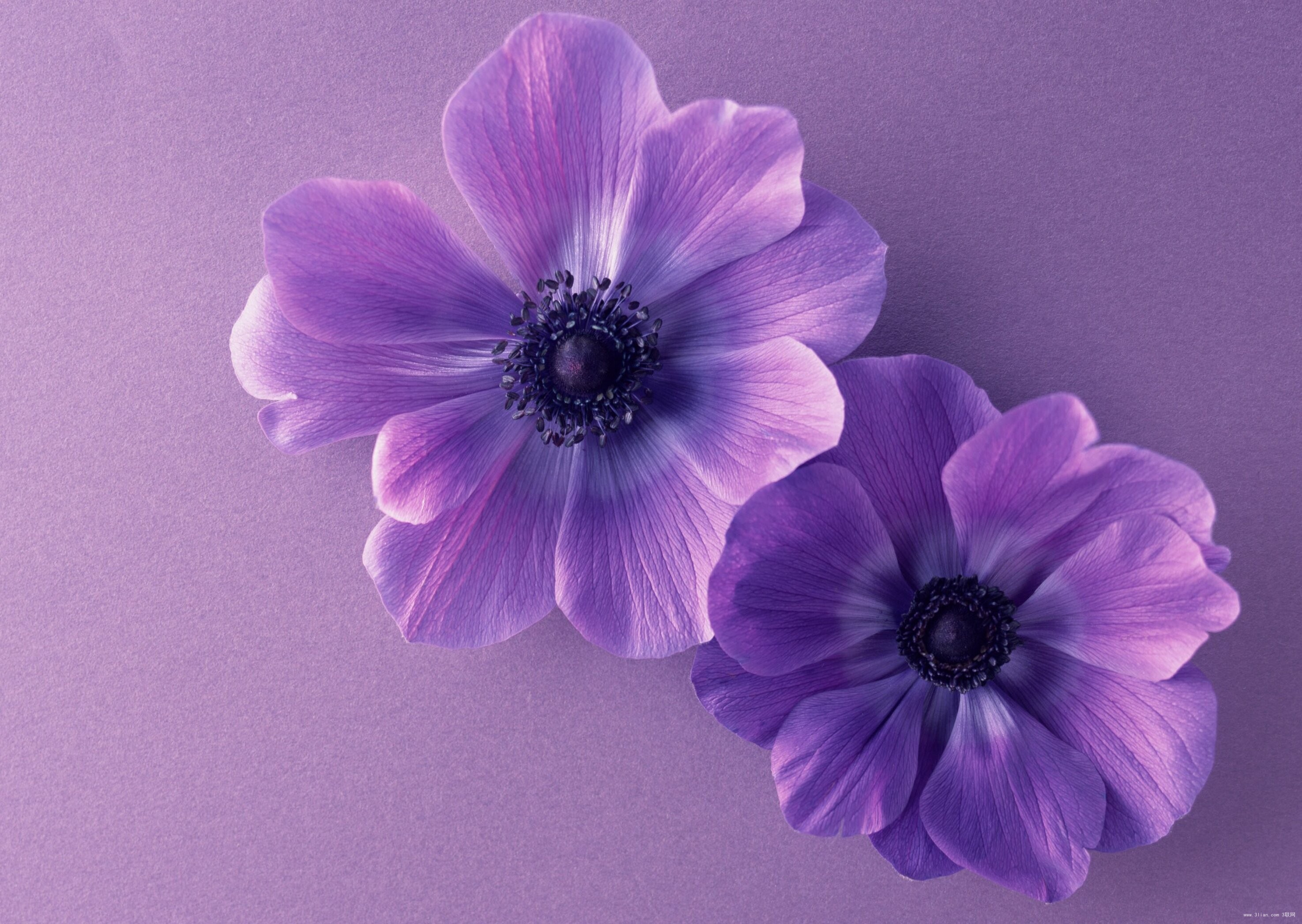 無料モバイル壁紙フラワーズ, 花, 地球, アネモネ, 紫色の花をダウンロードします。