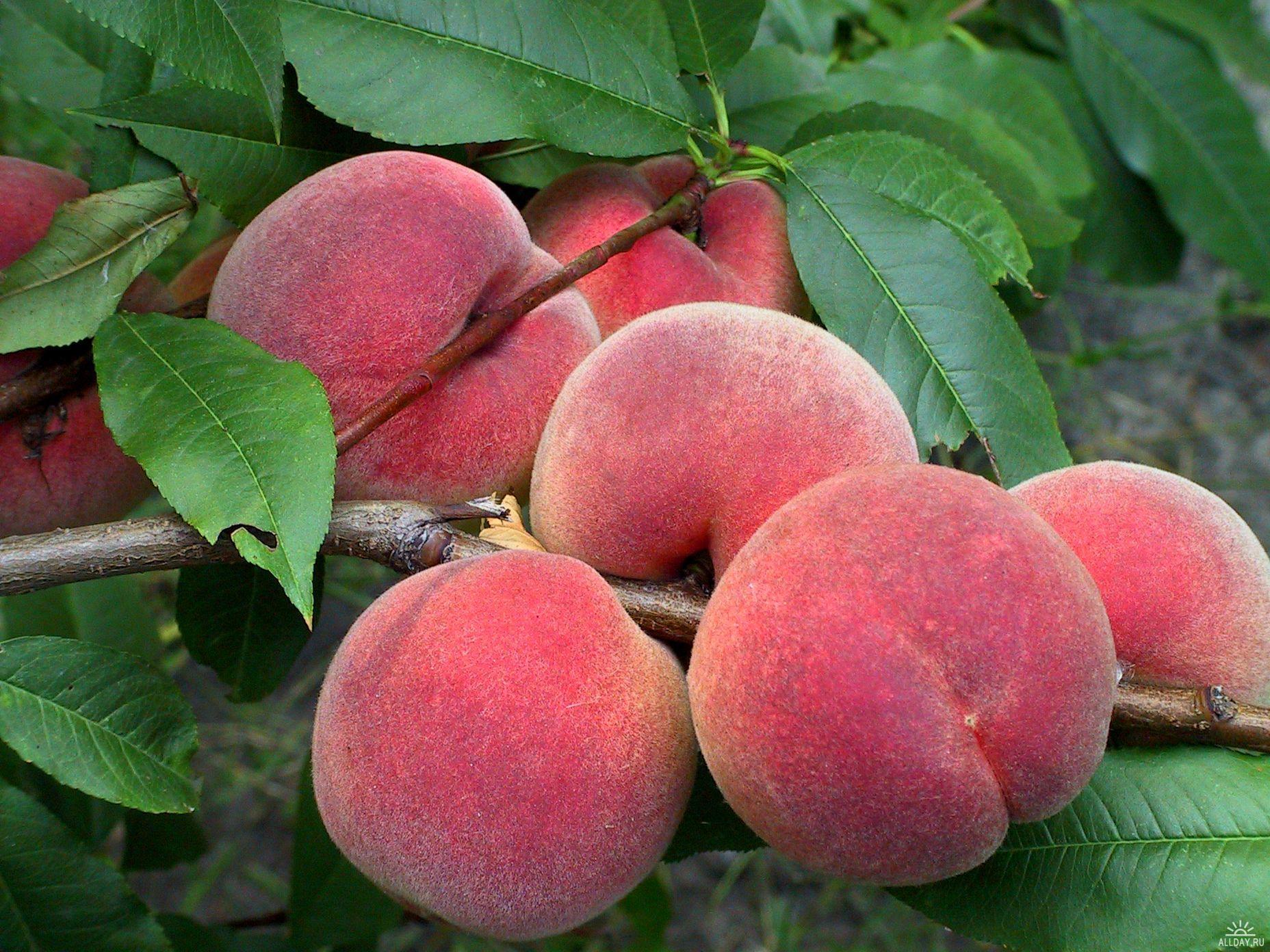 11972 скачать картинку персики, фрукты, еда, красные - обои и заставки бесплатно