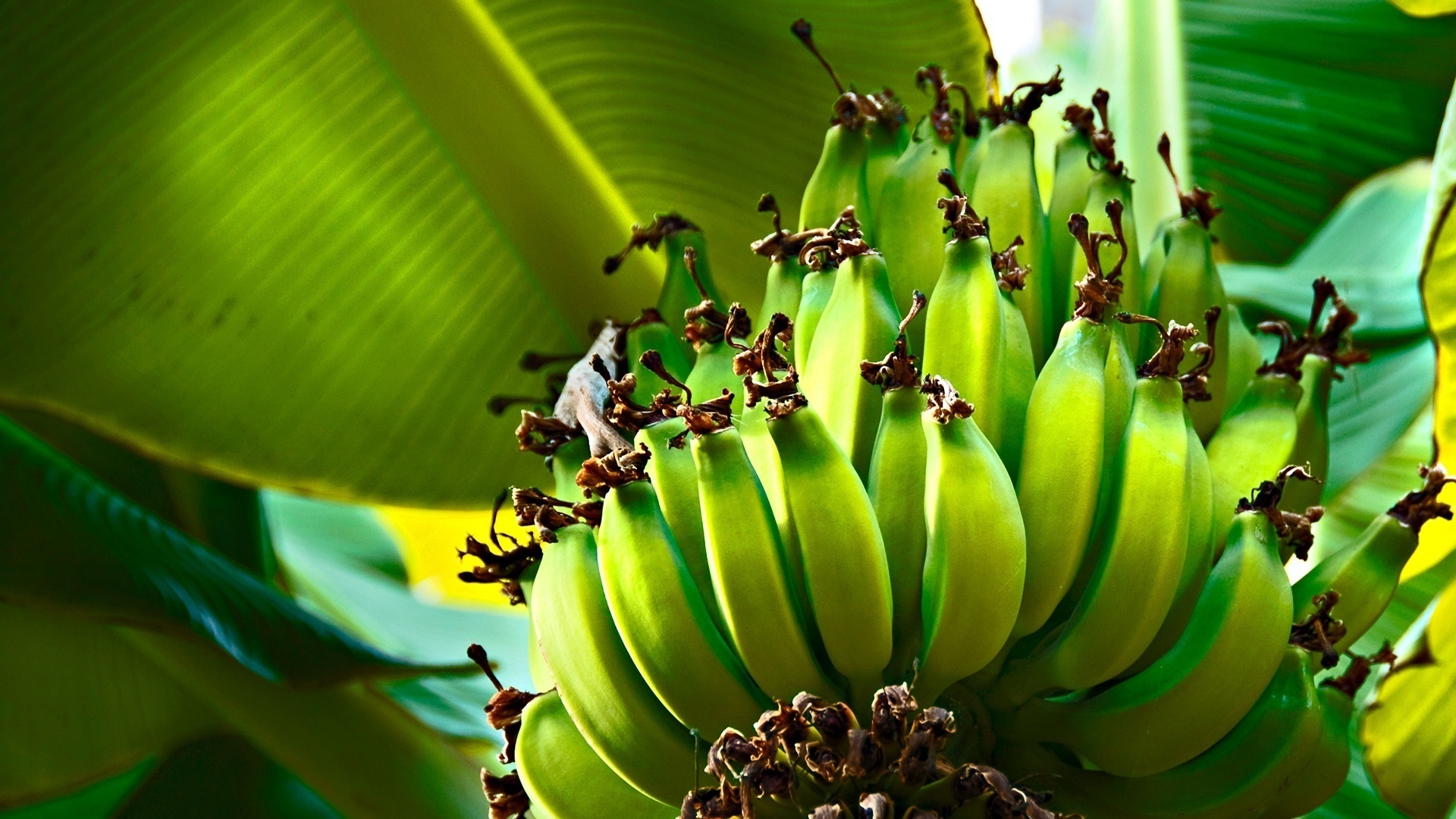 Free download wallpaper Food, Banana on your PC desktop