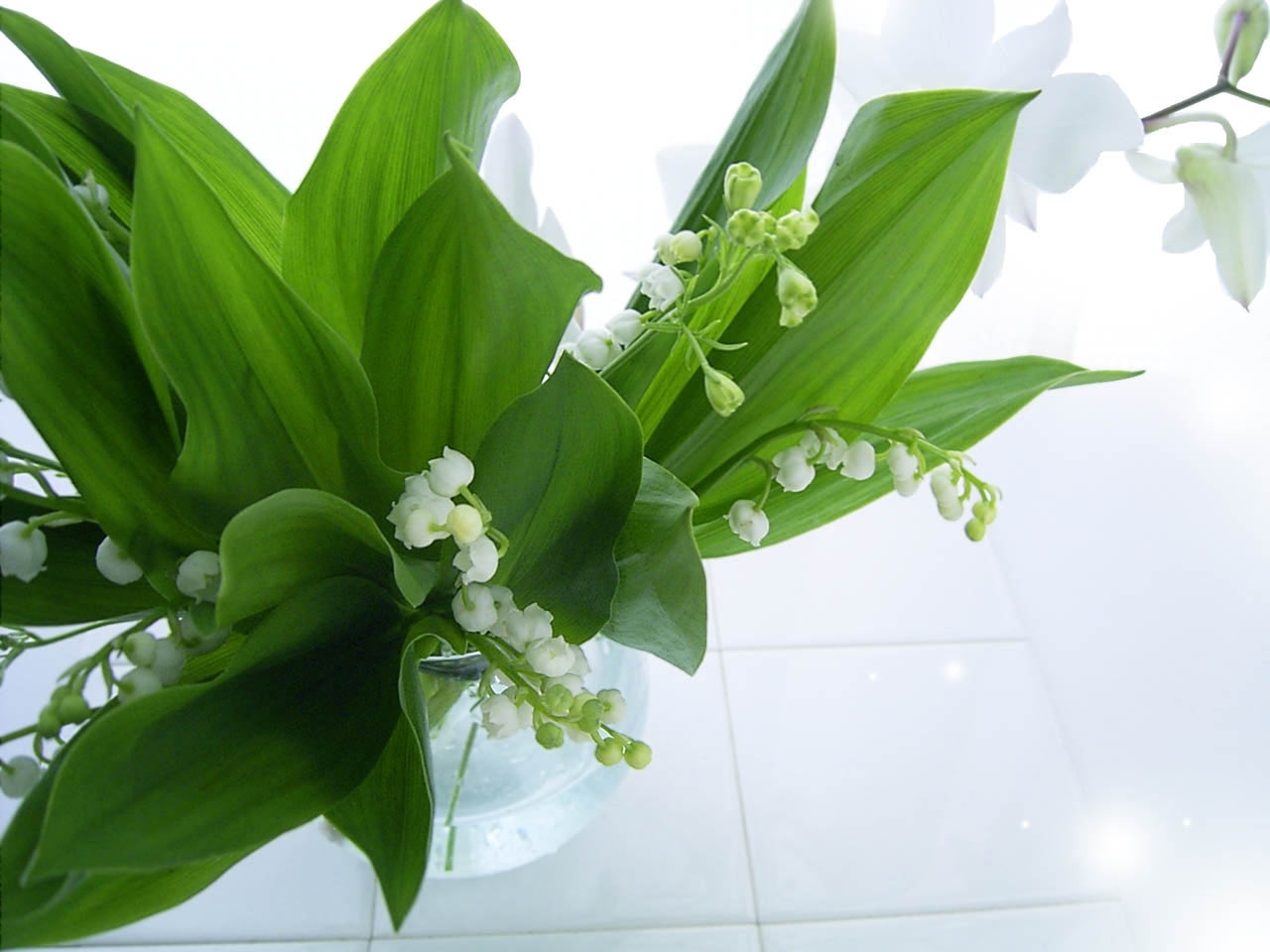 Download mobile wallpaper Plants, Flowers, Lily Of The Valley for free.